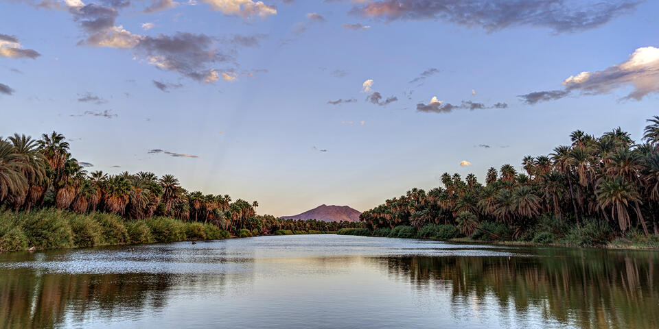 San Ignacio Oasis at Dusk