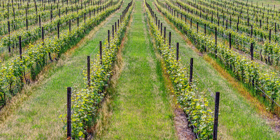 Vineyard
