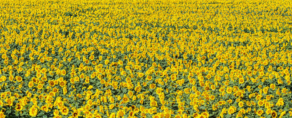 Sunflower Panorama