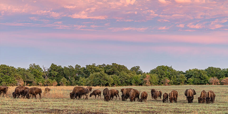 Wichita Mountain Bison Herd at Sunset Panorama