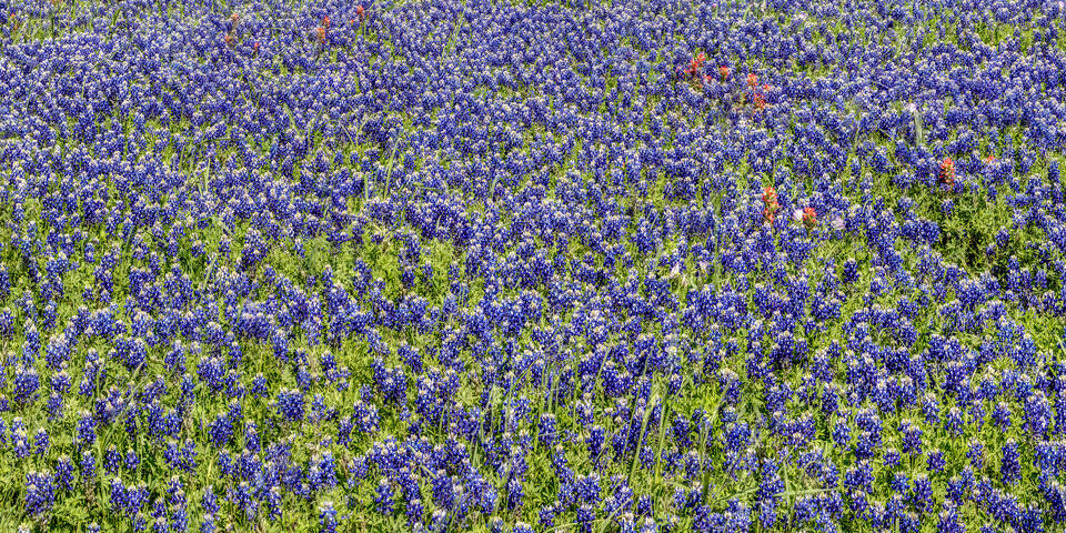 Bluebonnet Panorama