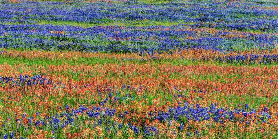 Bluebonnet and Indian Paintbrush Field