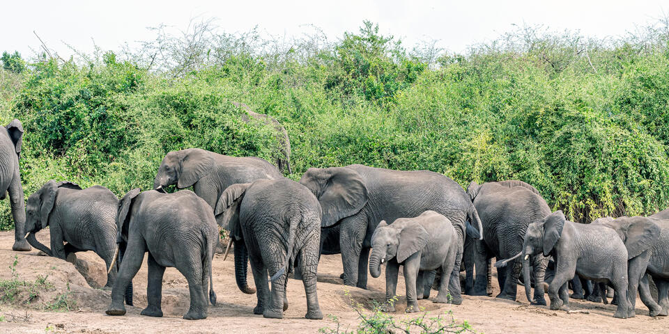 Elephant Parade