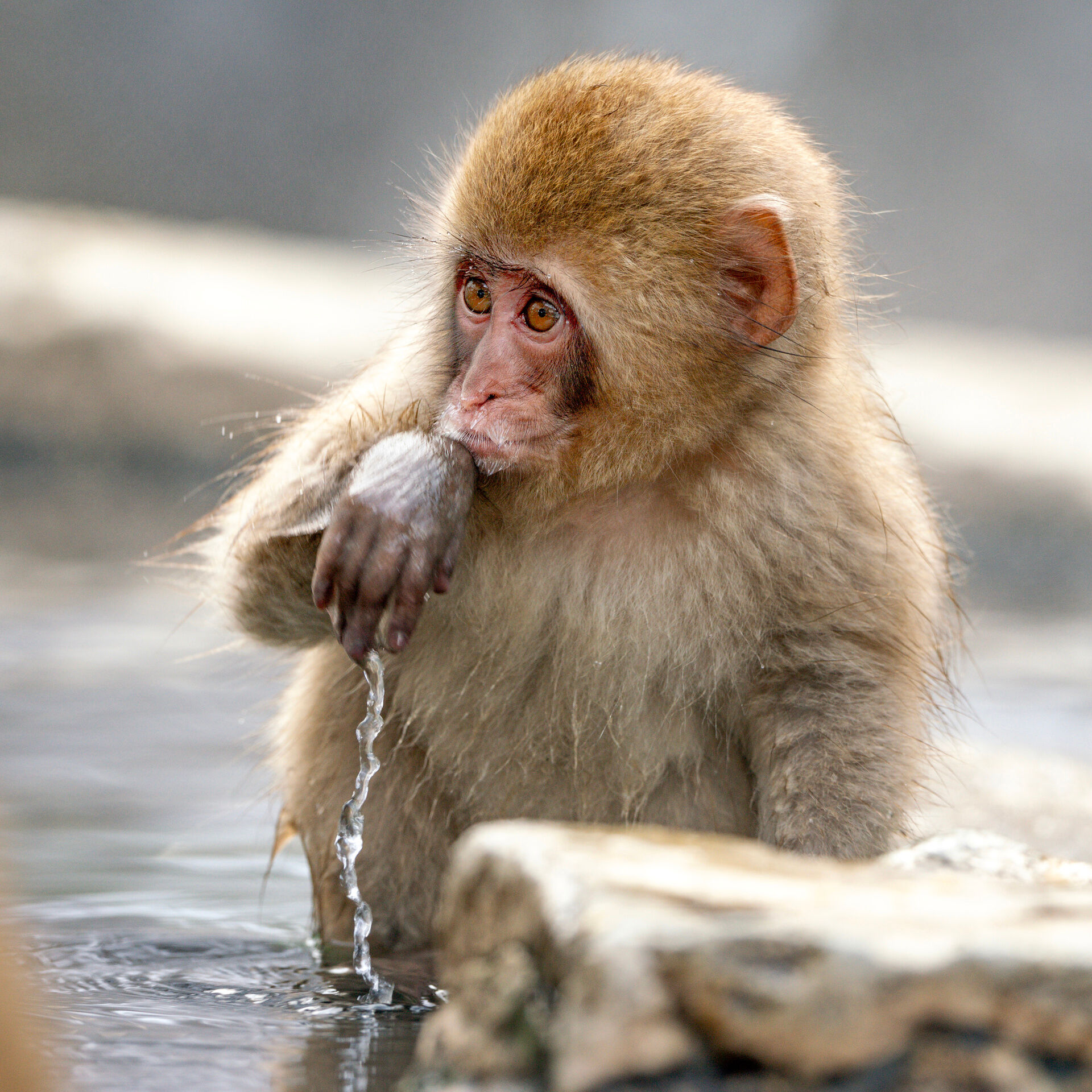 Hot Springs Macaque Although Japanese macaques live throughout the mountains of Japan, the most famous place to see and photograph them is at Jigokudani...