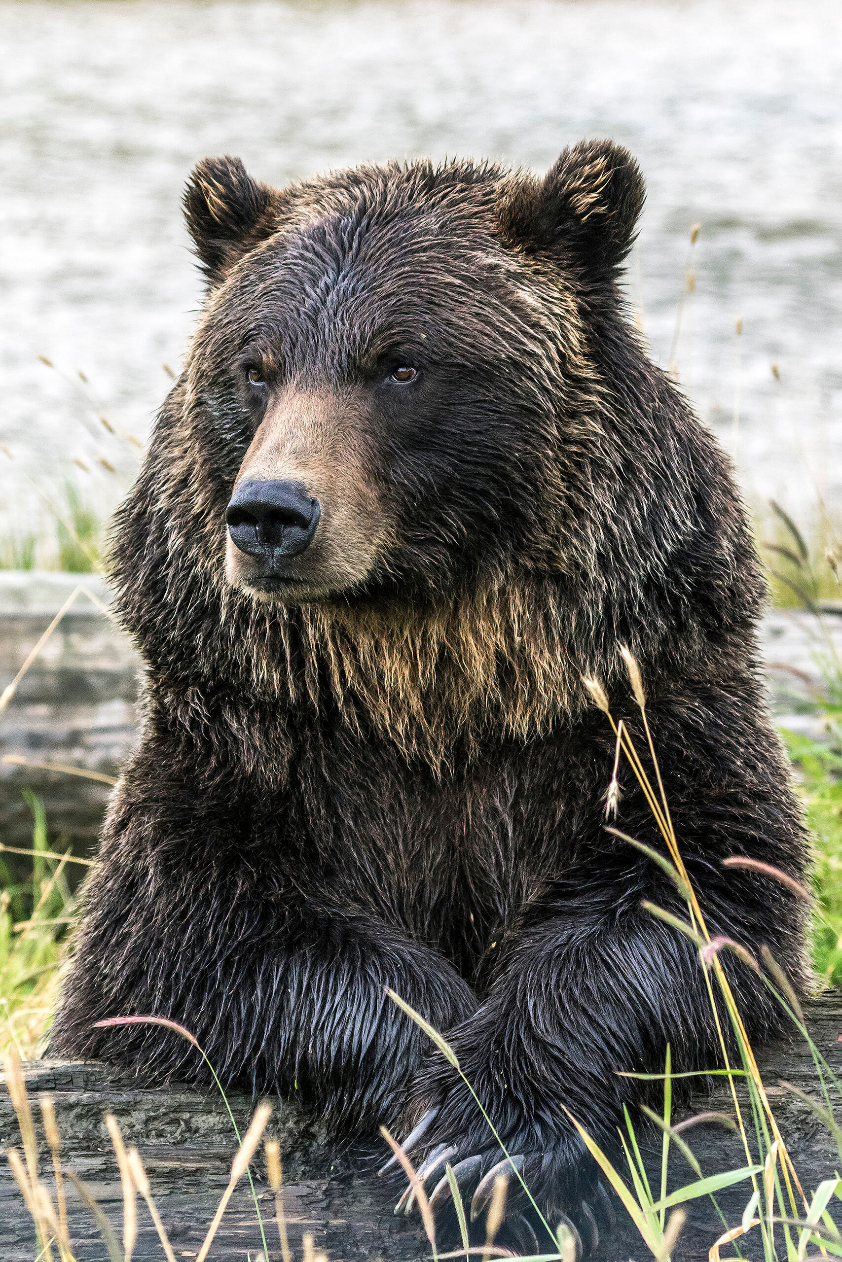 Regal Grizzly 2 The Alaska Wildlife Conservation Center, outside Whittier, Alaska, is a great place to see wildlife that might otherwise be difficult...