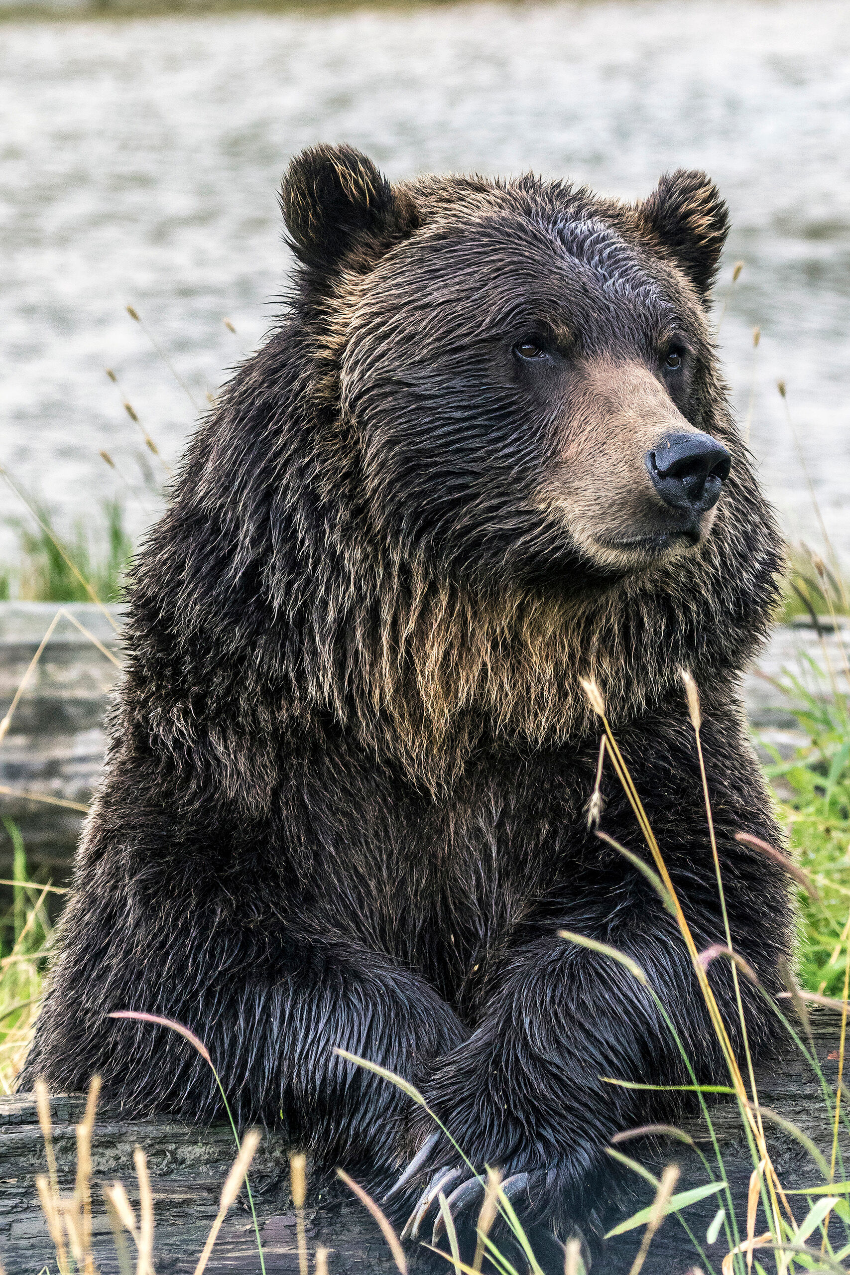 Regal Grizzly The Alaska Wildlife Conservation Center, outside Whittier, Alaska, is a great place to see wildlife that might otherwise be difficult...