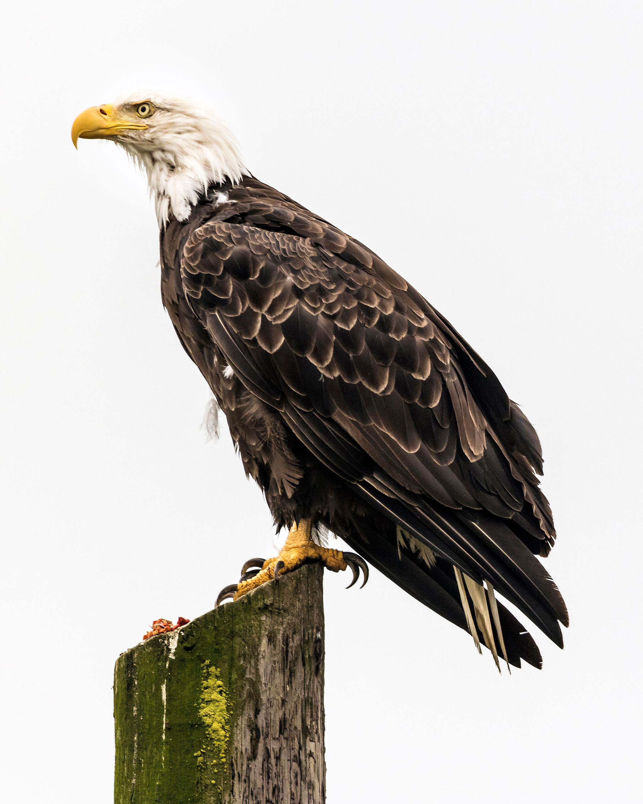 Waiting for Low Tide There are a lot of bald eagles in Alaska, and in many cases, these majestic birds are fairly used to being around people, so...