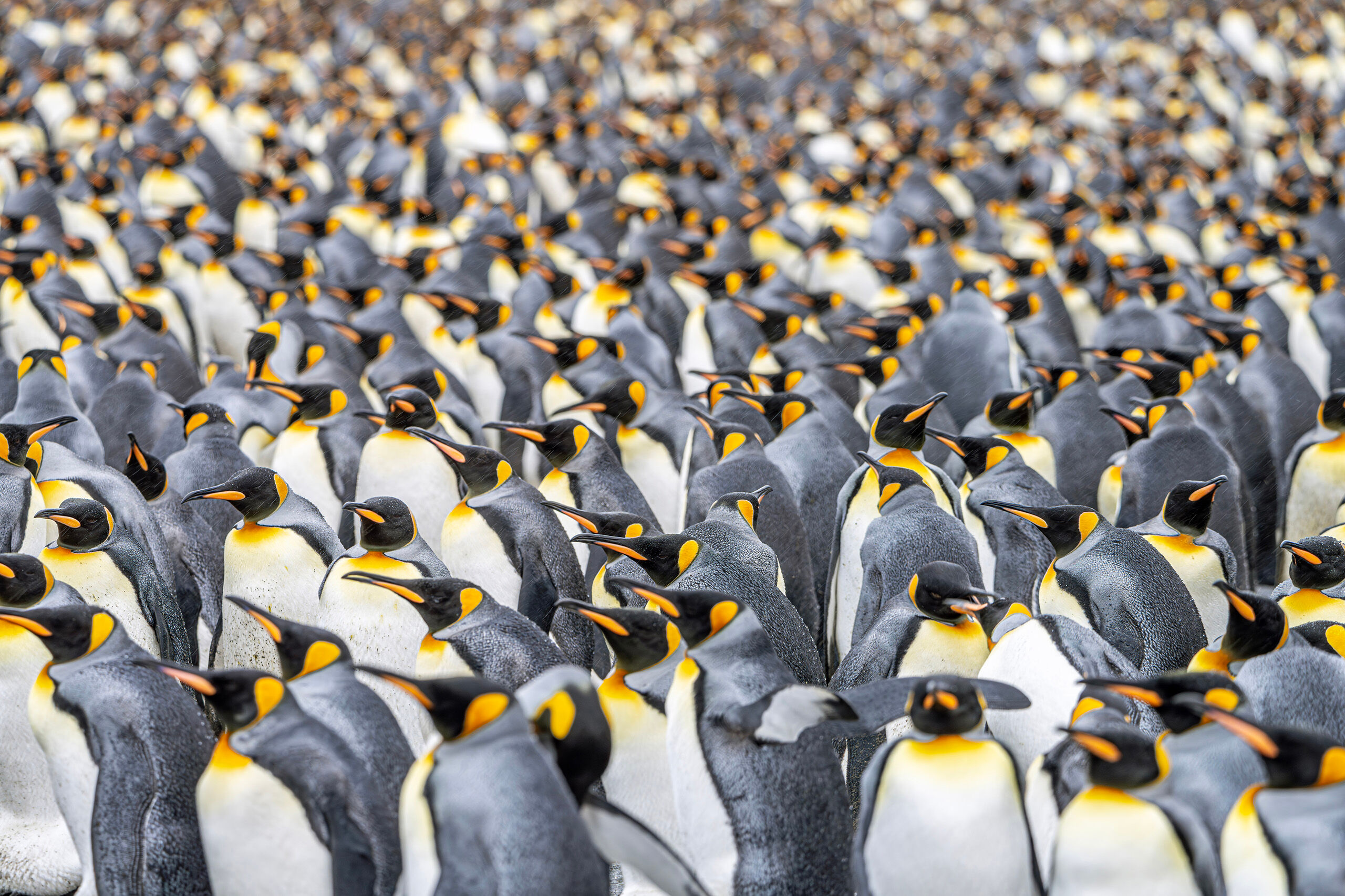All the Kings I encountered colonies of king penguins on the Antarctic peninsula on my 2023 Antarctica trip, but nothing like the colony I...