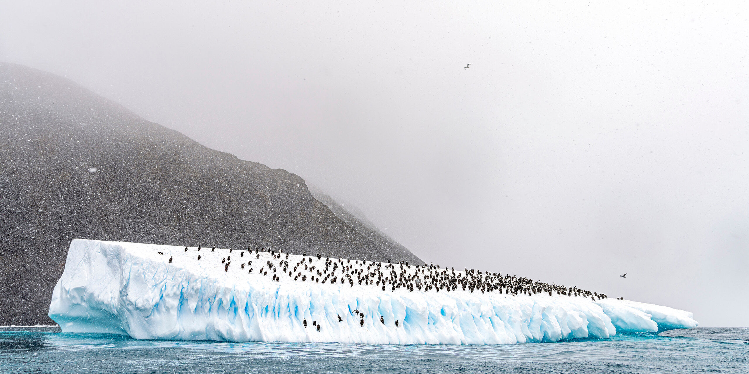 Cormorants on an Iceberg I took this photo on one of my first zodiac trips in Antarctica, in January, 2023. Everyone onboard the zodiac saw this iceberg...