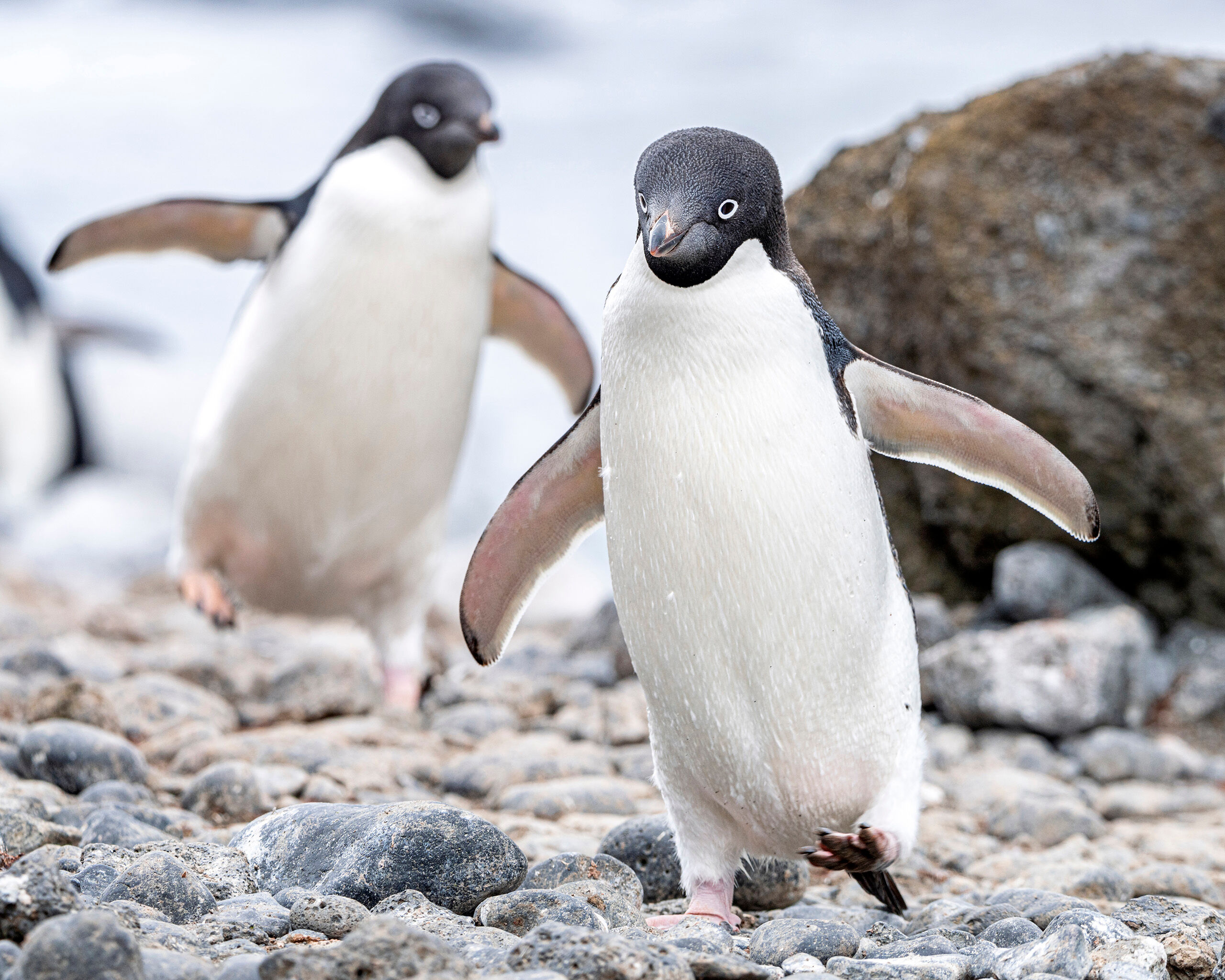 Follow My Lead A pair of adelie penguins out for a midday stroll on Cockburn Island, Antarctica.