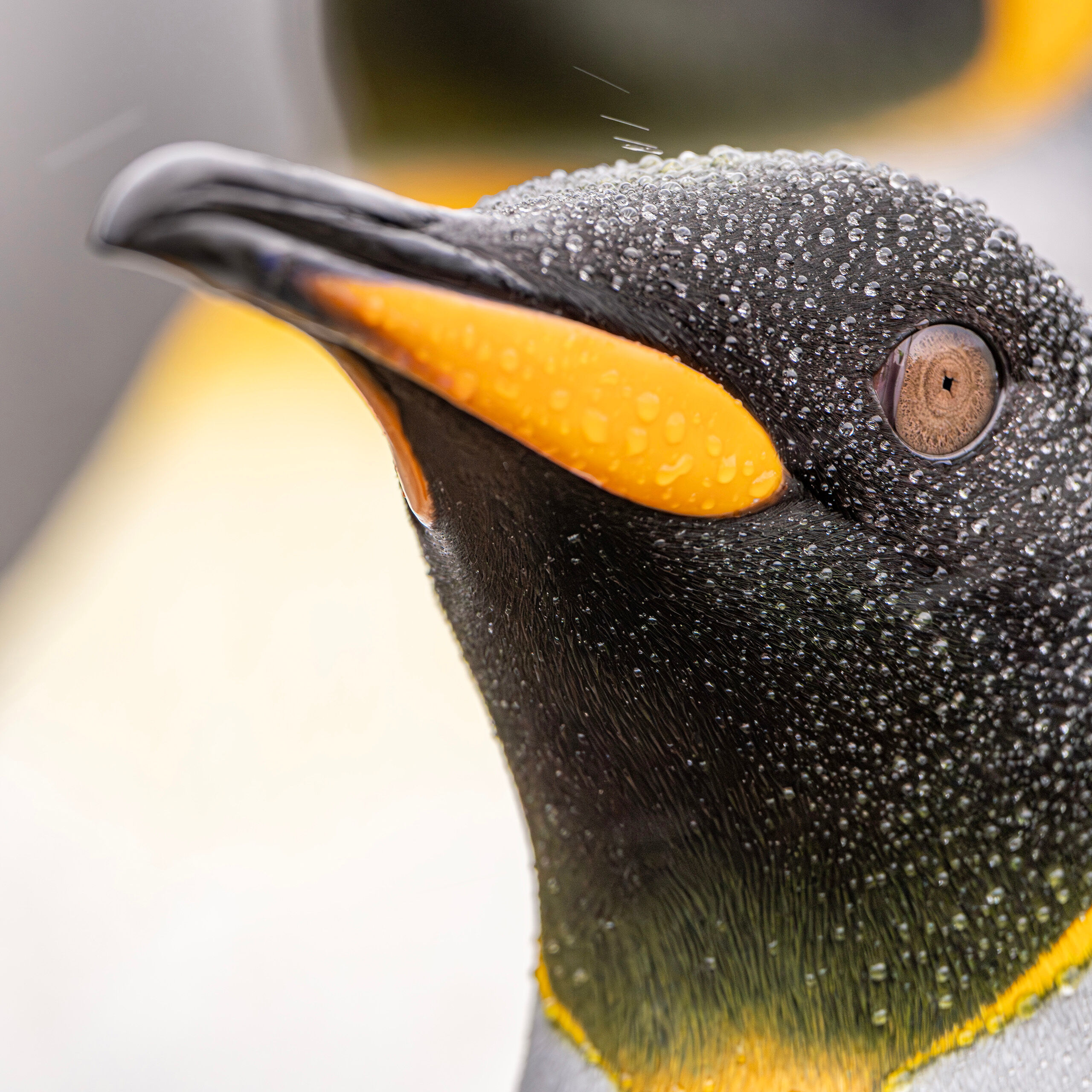 King Close Up There were literally tens to hundreds of thousands of king penguins at Gold Harbor, South Georgia Island, when I visited in early...