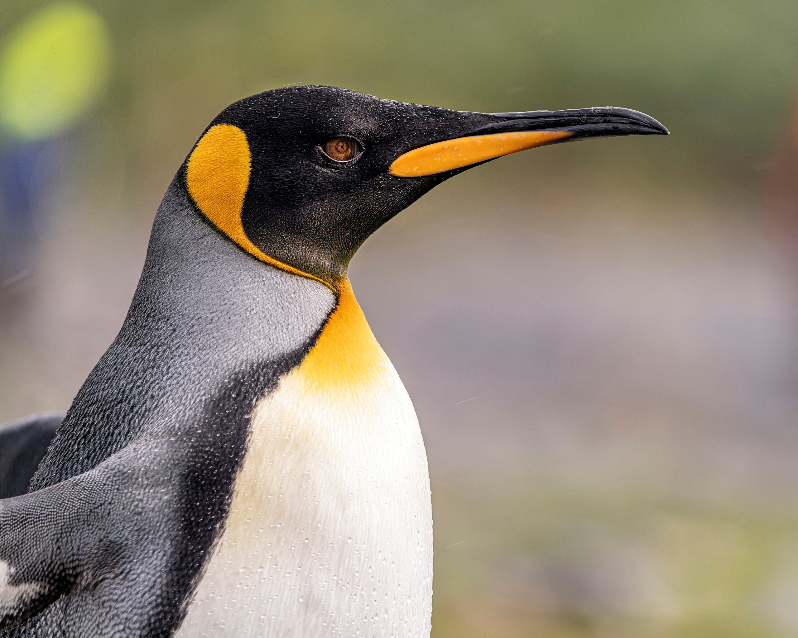 King Penguin The king penguins at Fortuna Bay, South Georgia Island, were incredibly accommodating models. I took thousands of photos of these...