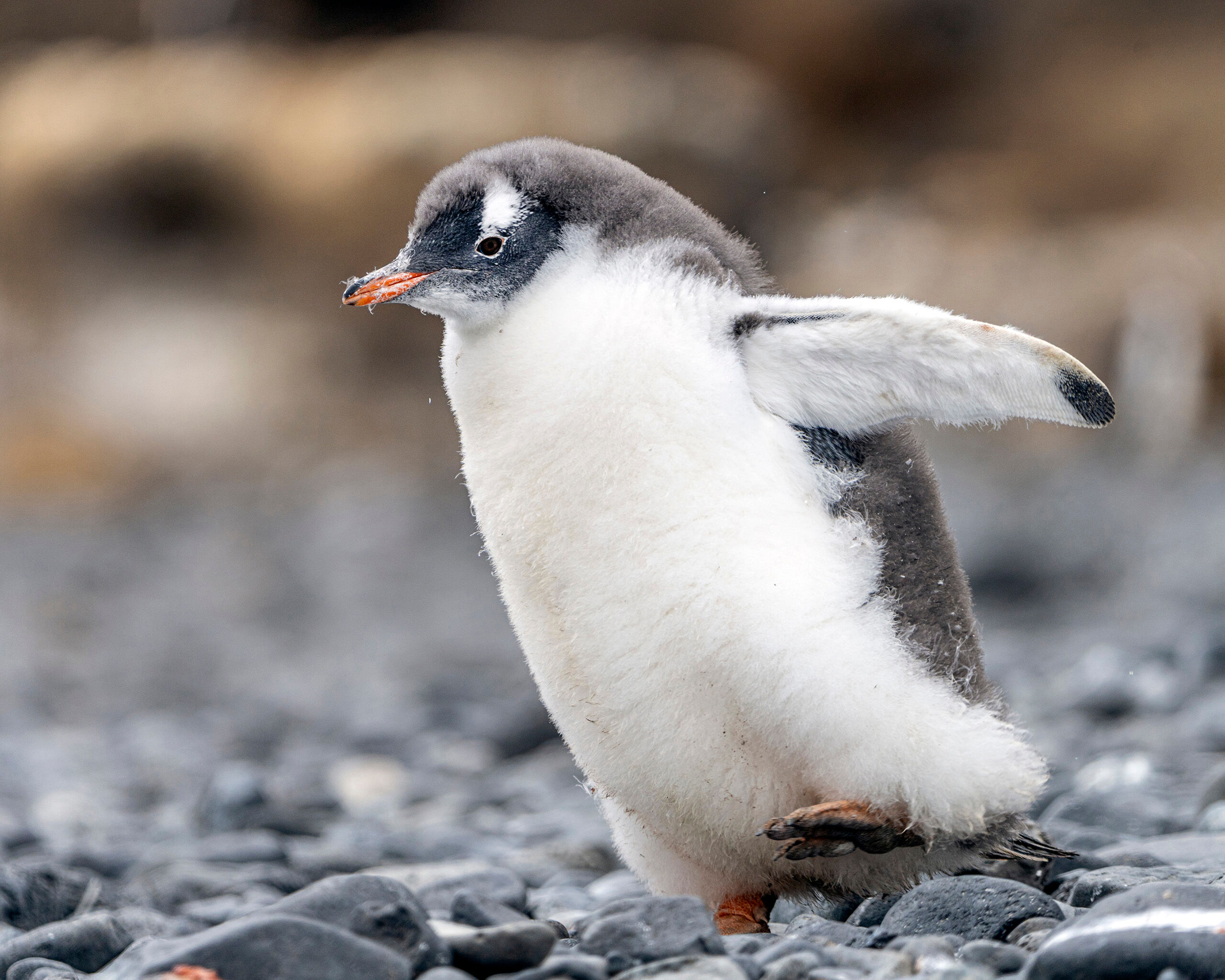 Learning to Waddle A juvenile gentoo penguin, halfway through losing his juvenile coat of fluffy feathers.