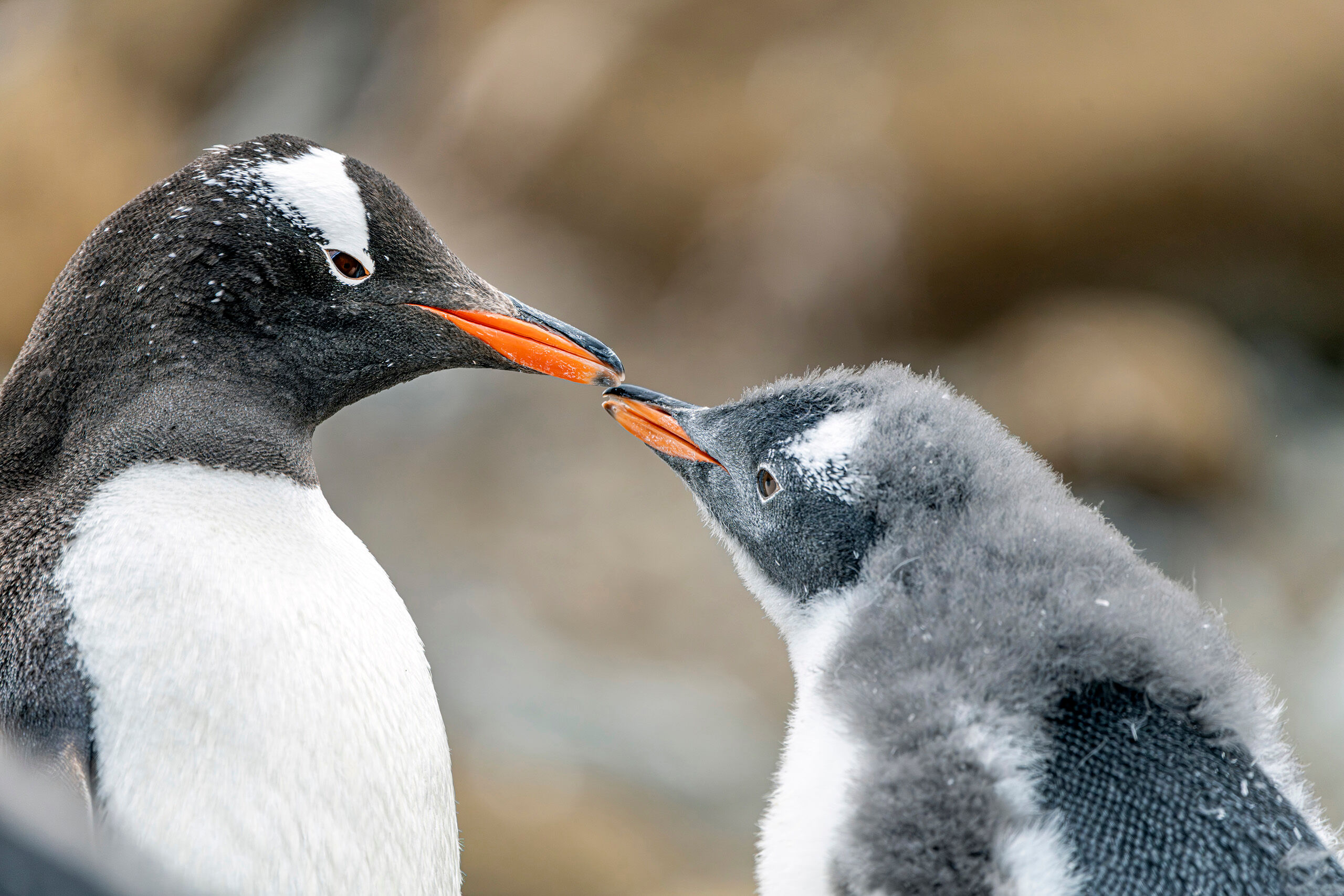 Penguin Love One of my favorite types of wildlife photos to capture is those of animals behaving in something resembling human fashion. When...