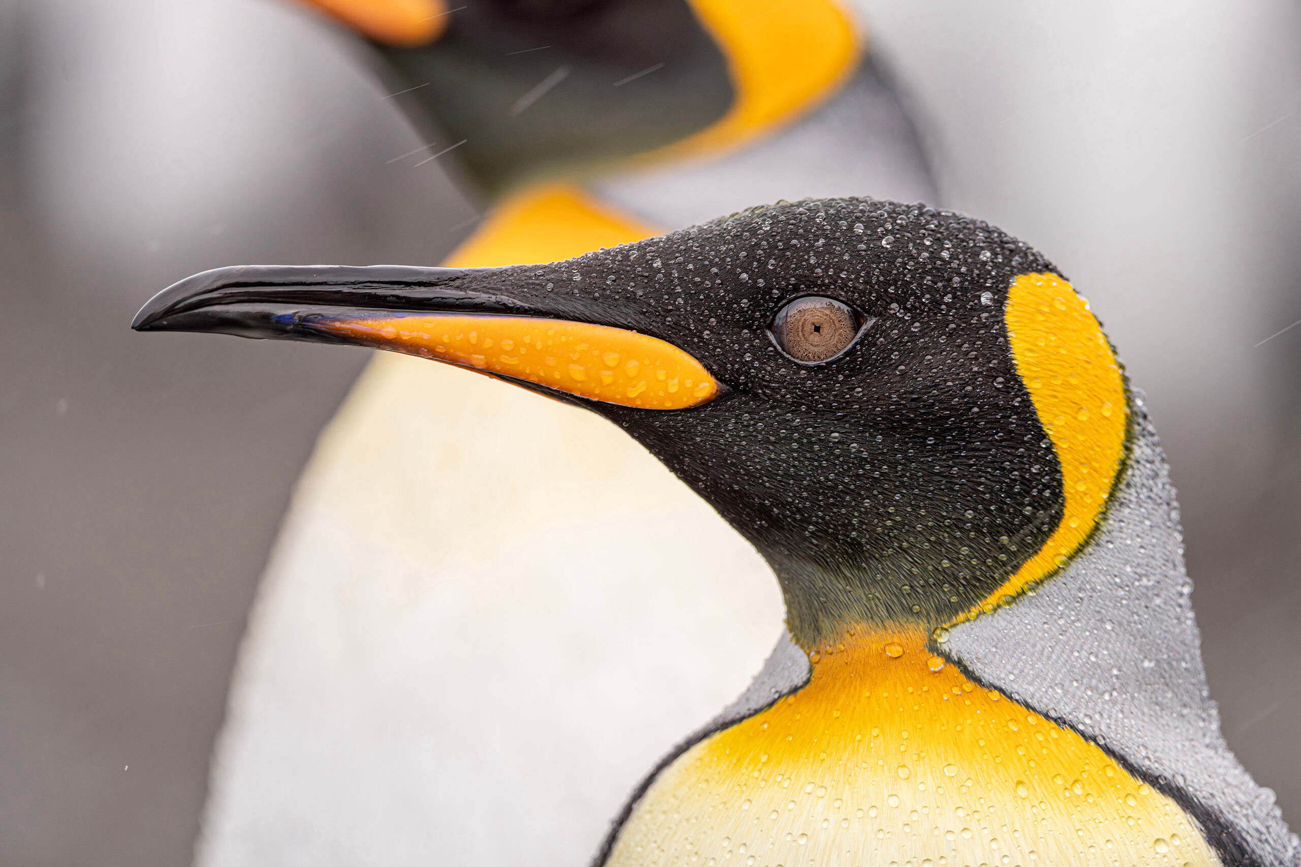 Pose Like A King There were literally tens to hundreds of thousands of king penguins at Gold Harbor, South Georgia Island, when I visited in early...