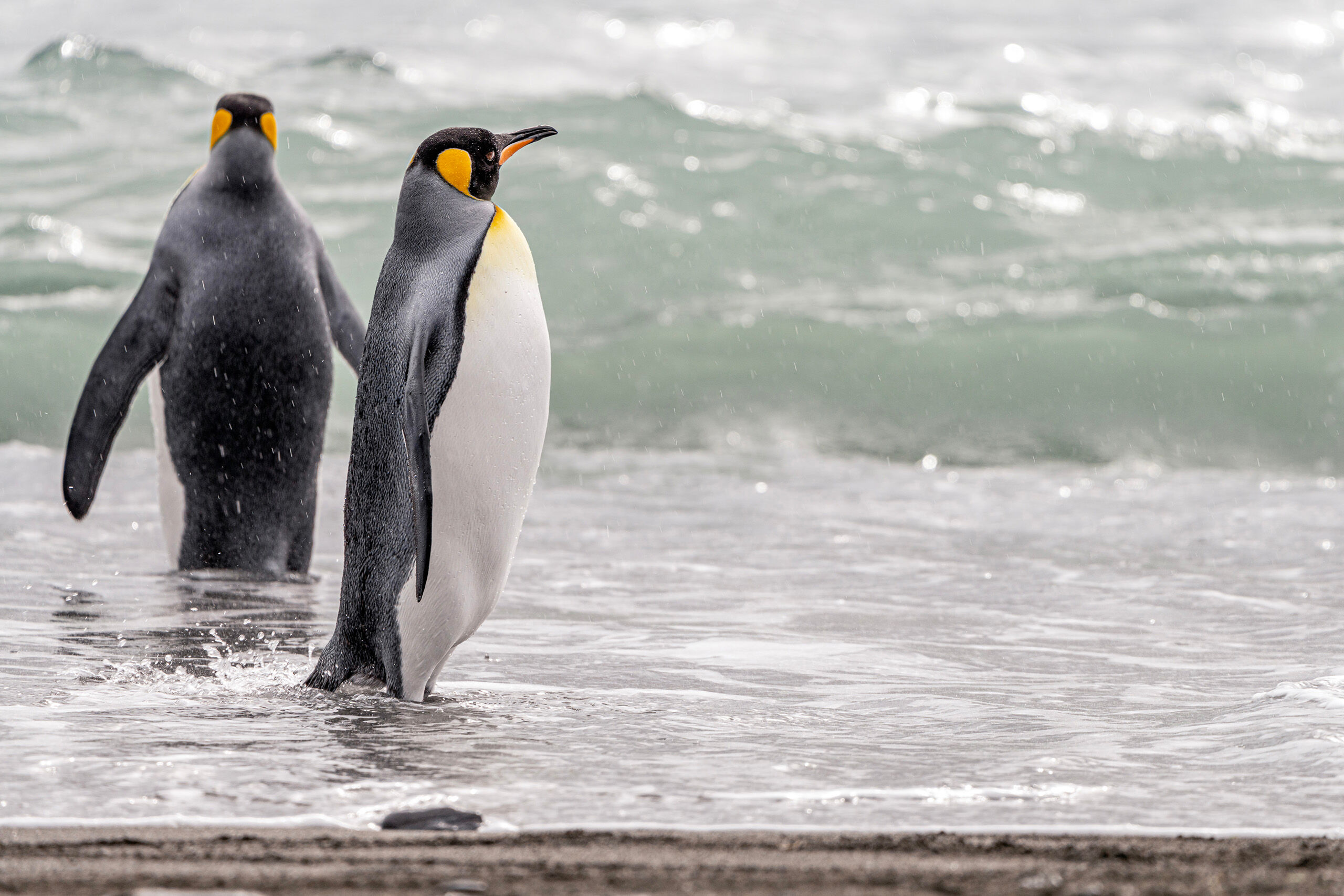Ready for a Swim? A couple of king penguins on South Georgia Island, dipping their toes into the frigid waters as they prepare to go out on a fishing...