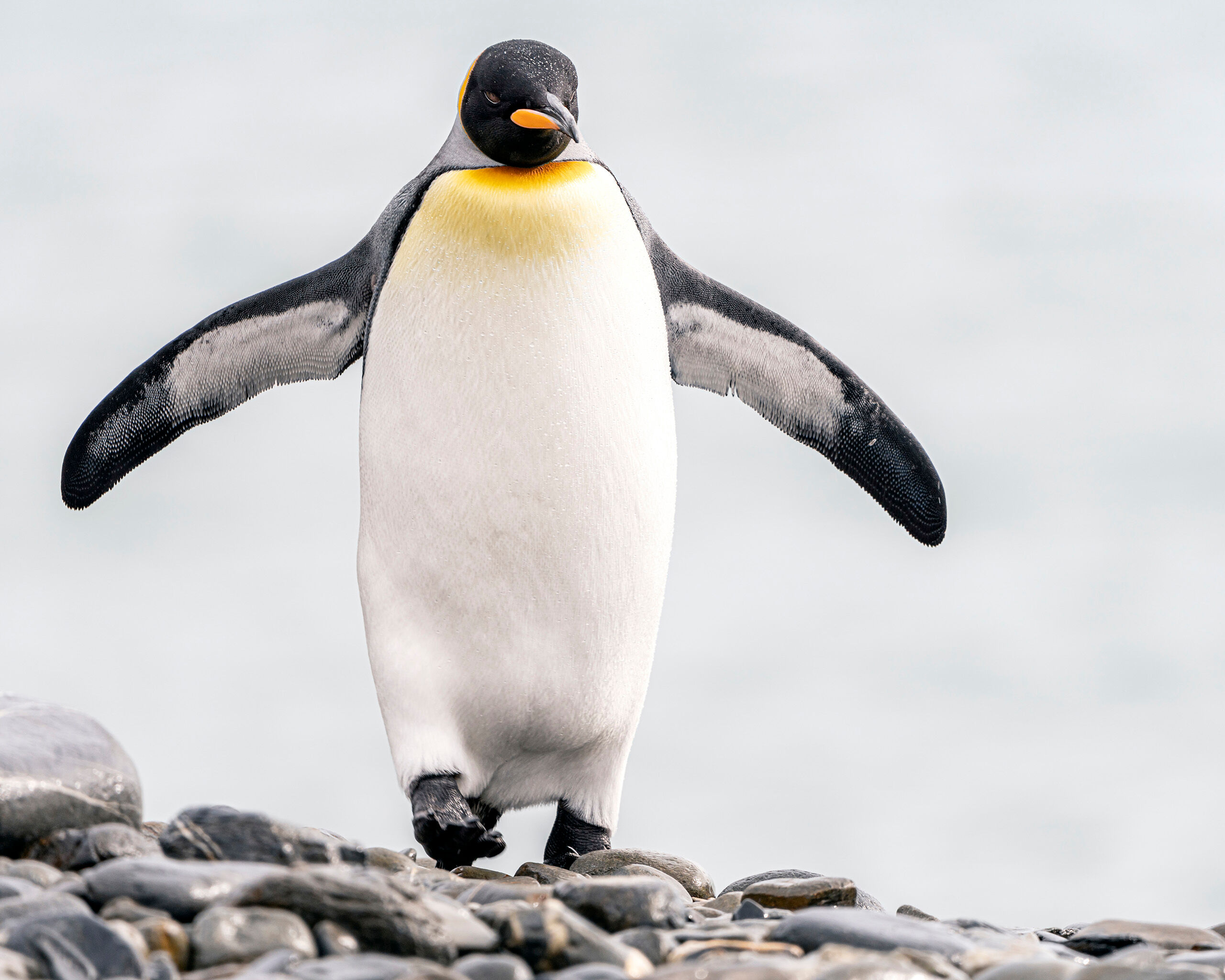 Walk Like A King The king penguins at Fortuna Bay, South Georgia Island, were incredibly accommodating models. I took thousands of photos of these...