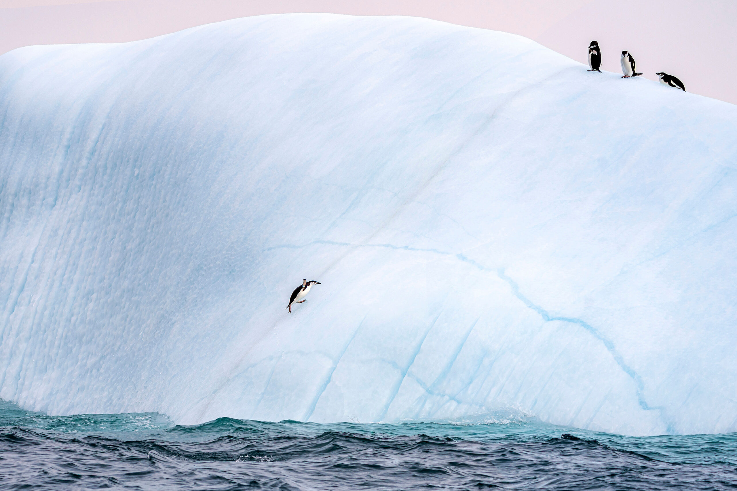 You Can Do It! I watched this cute little chinstrap penguin leap out of the arctic waters off shore of the South Orkney Islands, and snapped...