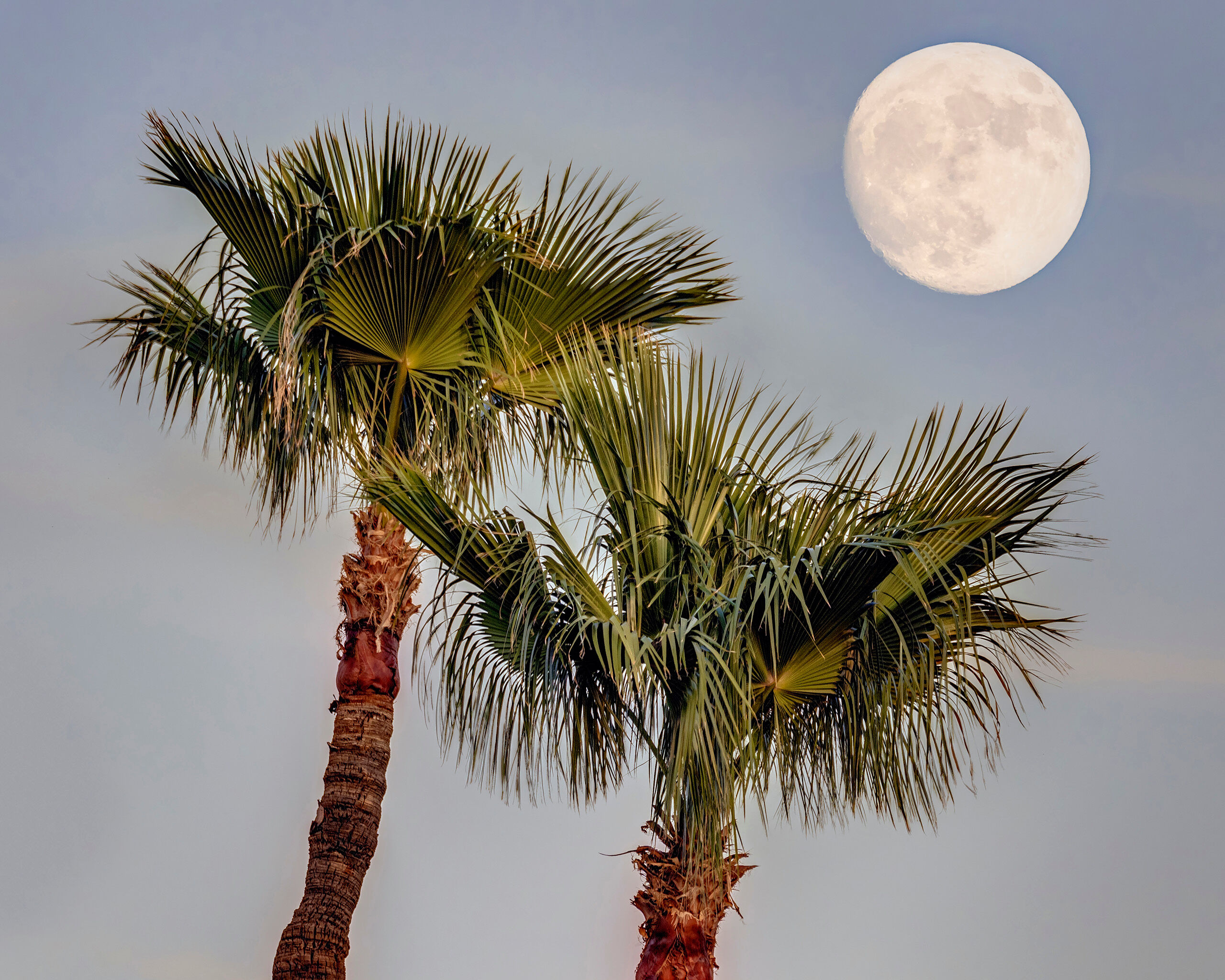 Moon over Palms USA, America, Arizona, nature, landscape, HDR, tree, palm, palm tree, moon, sky, night, evening, green, blue, Fountain Hills, beach, trees