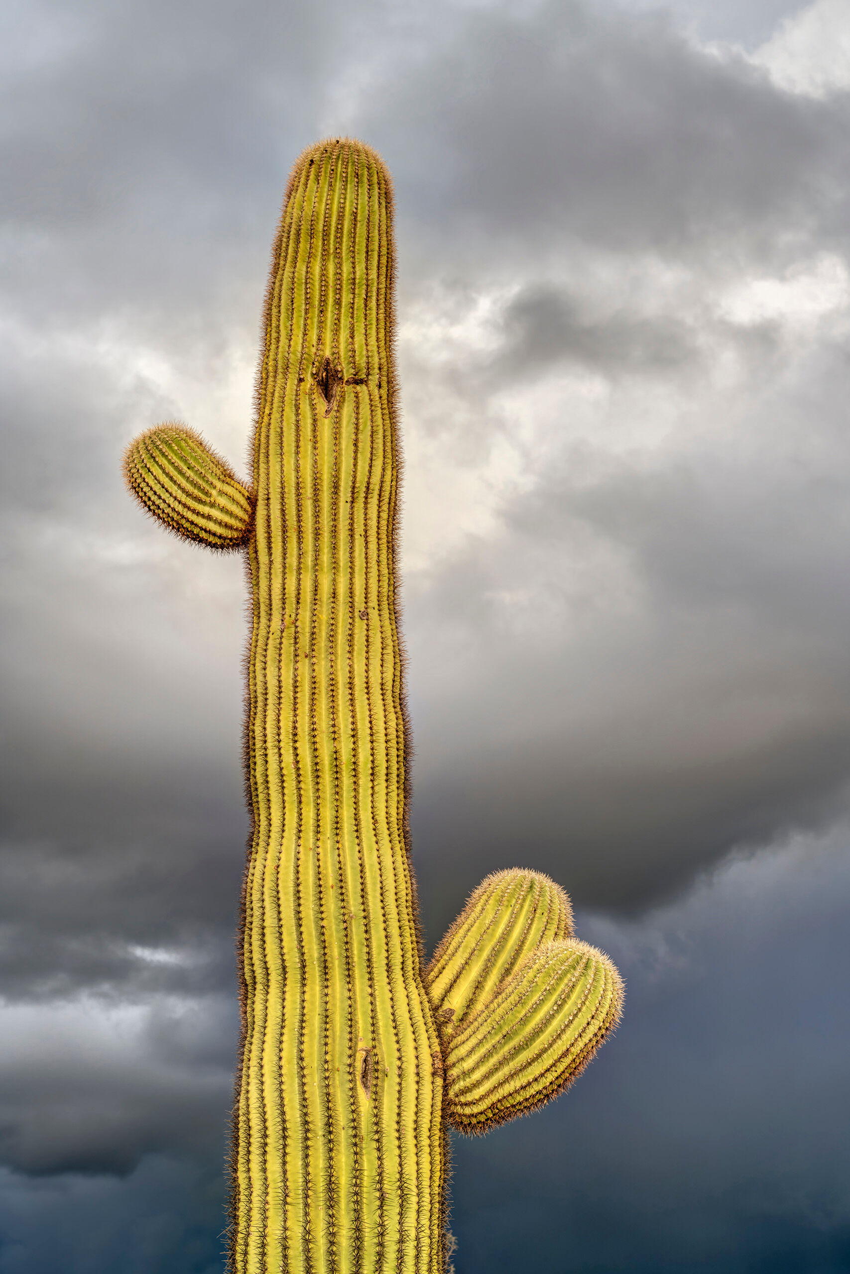 Storm Clouds above Saguaro I went out one night just outside of Scottsdale, when it looked like there might be a spectacular sunset. It was underwhelming...