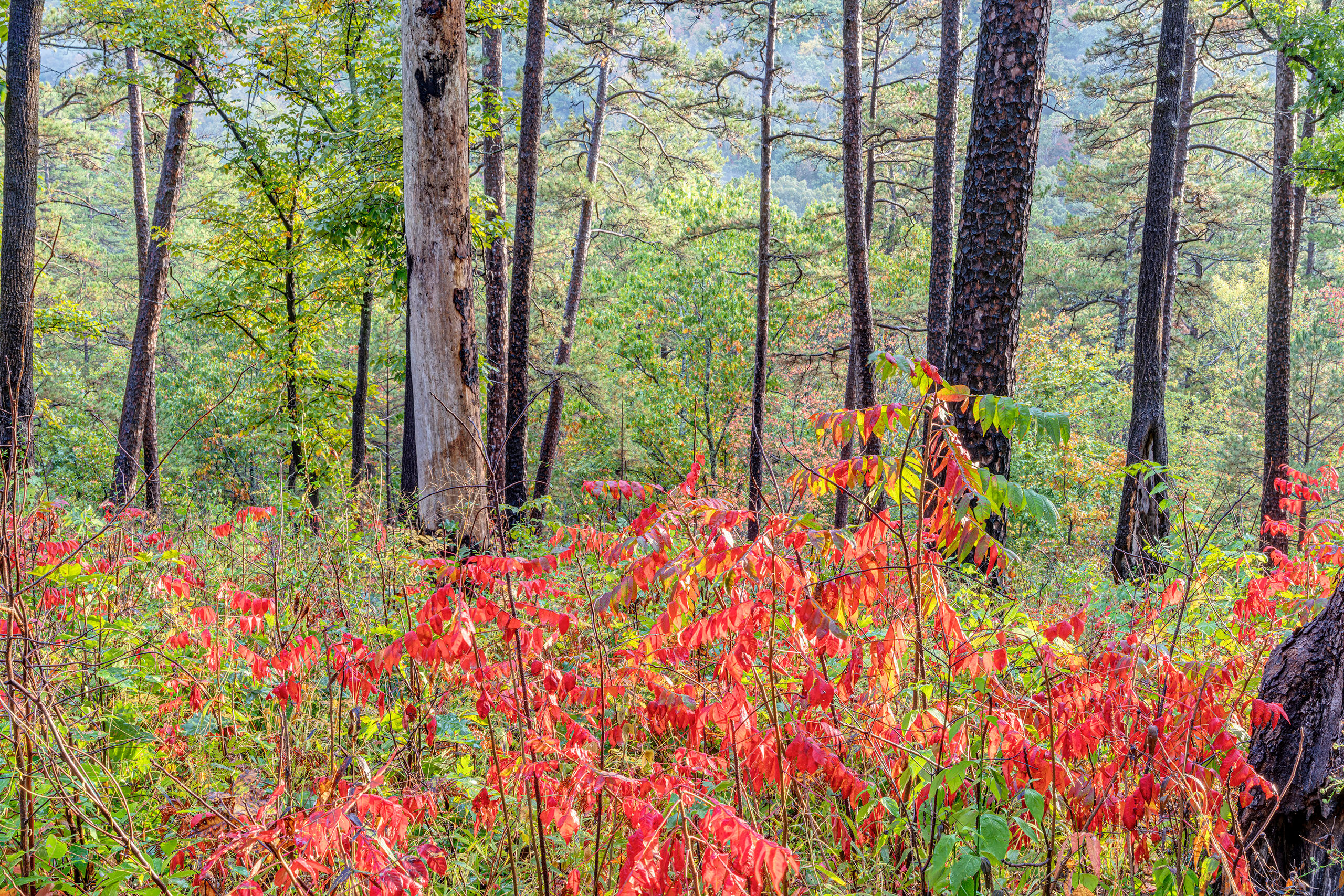 Fall in Ouachita I was driving cross country in the Fall of 2025, and realized I'd never photographed either Oklahoma or Arkansas, and my drive...