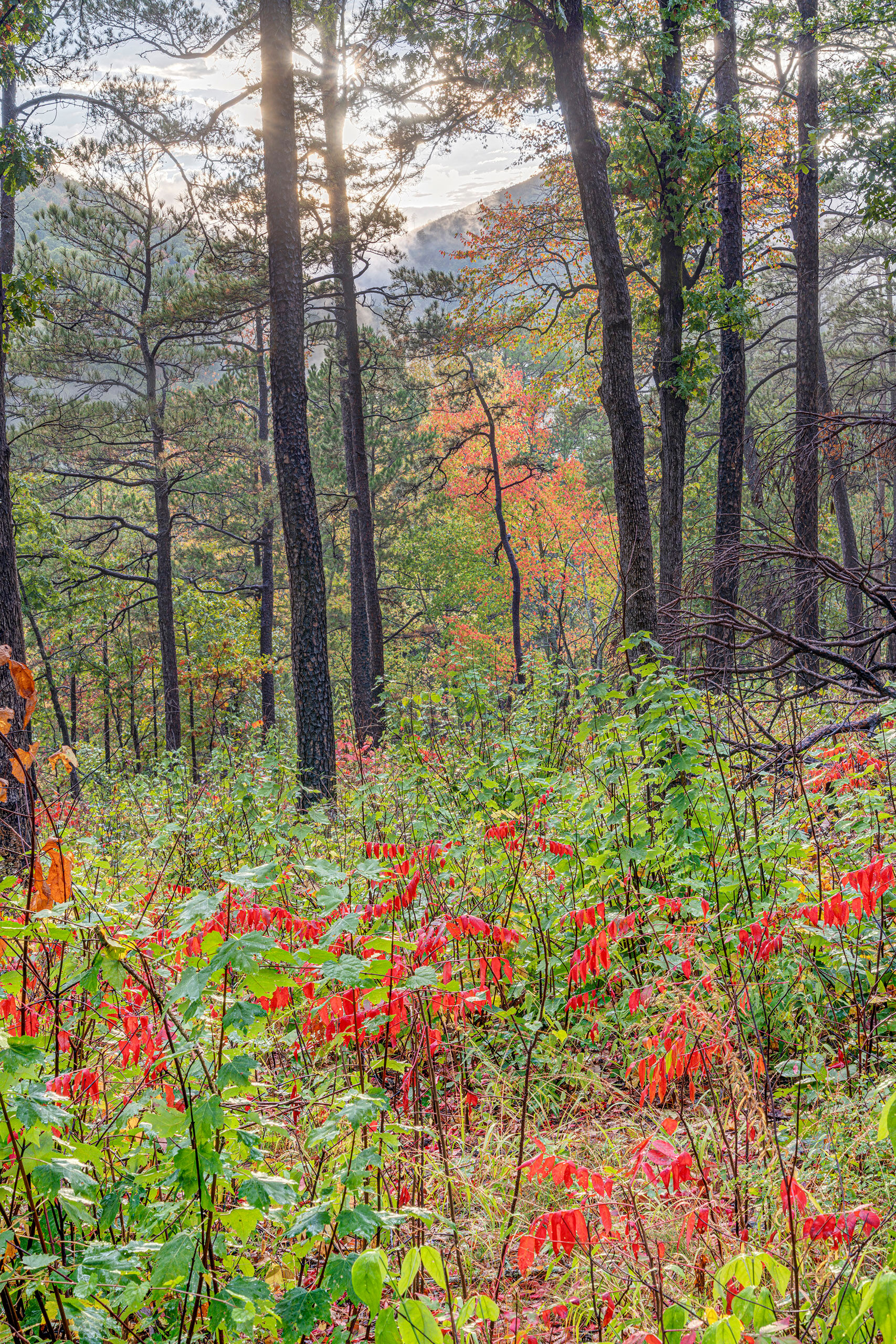 Ouachita Portrait I was driving cross country in the Fall of 2025, and realized I'd never photographed either Oklahoma or Arkansas, and my drive...