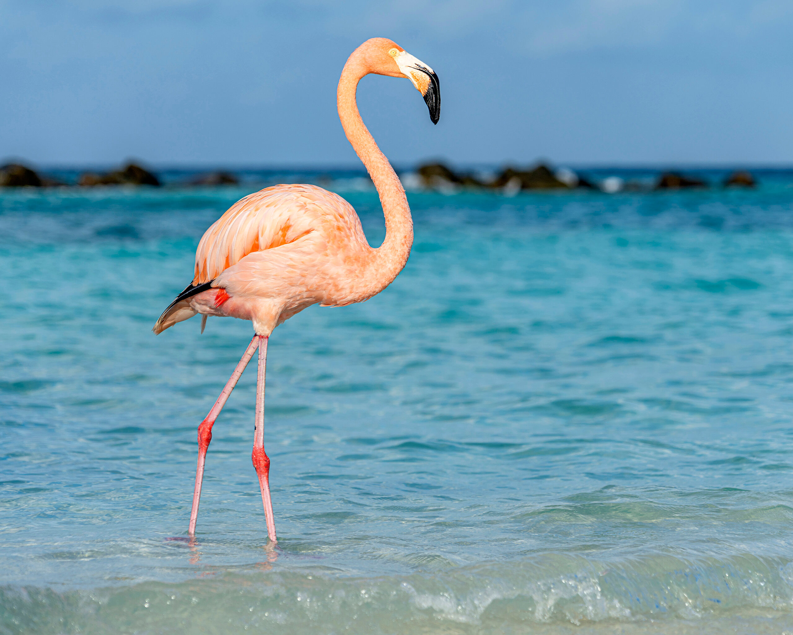 Light Pink Sometime in early 2023, I saw photos of flamingos on a beautiful beach, and thought to myself, “I need to get some photos...