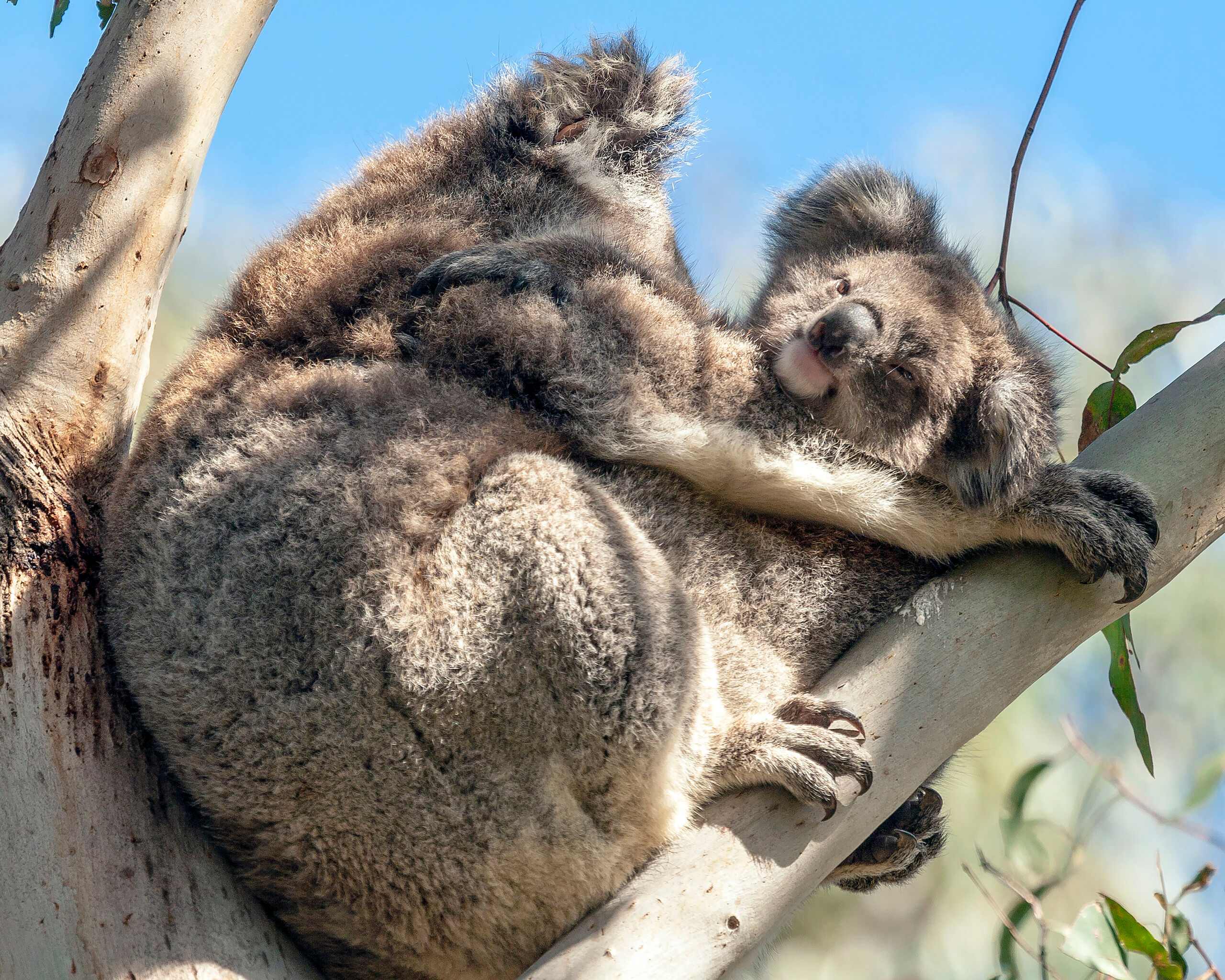 Baby and Mama Koala When in Australia, there are a few things one must see. One of those is a koala. Unfortunately, they are notoriously difficult...