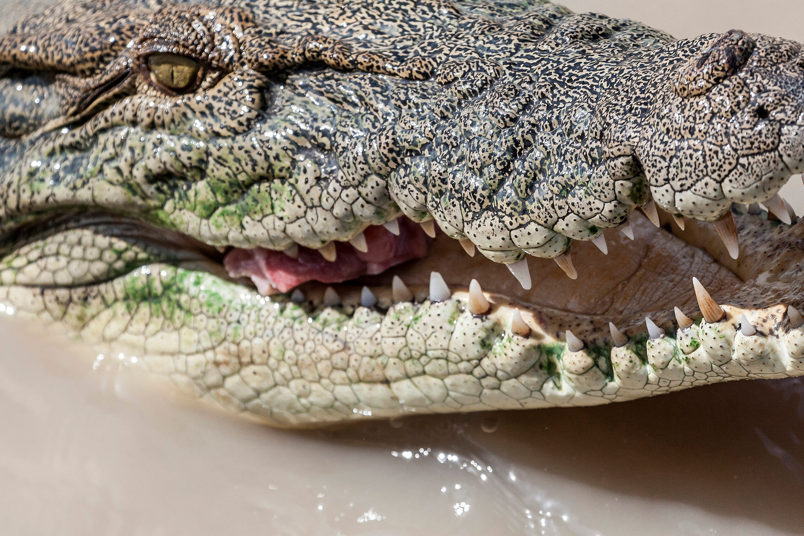 Hungry Crocodile Australia, crocodile, wildlife, animal, alligator, darwin, northern territory, jumping, predator, teeth, eye, river, eat, northern territory, Glenn Lewis, Glenn