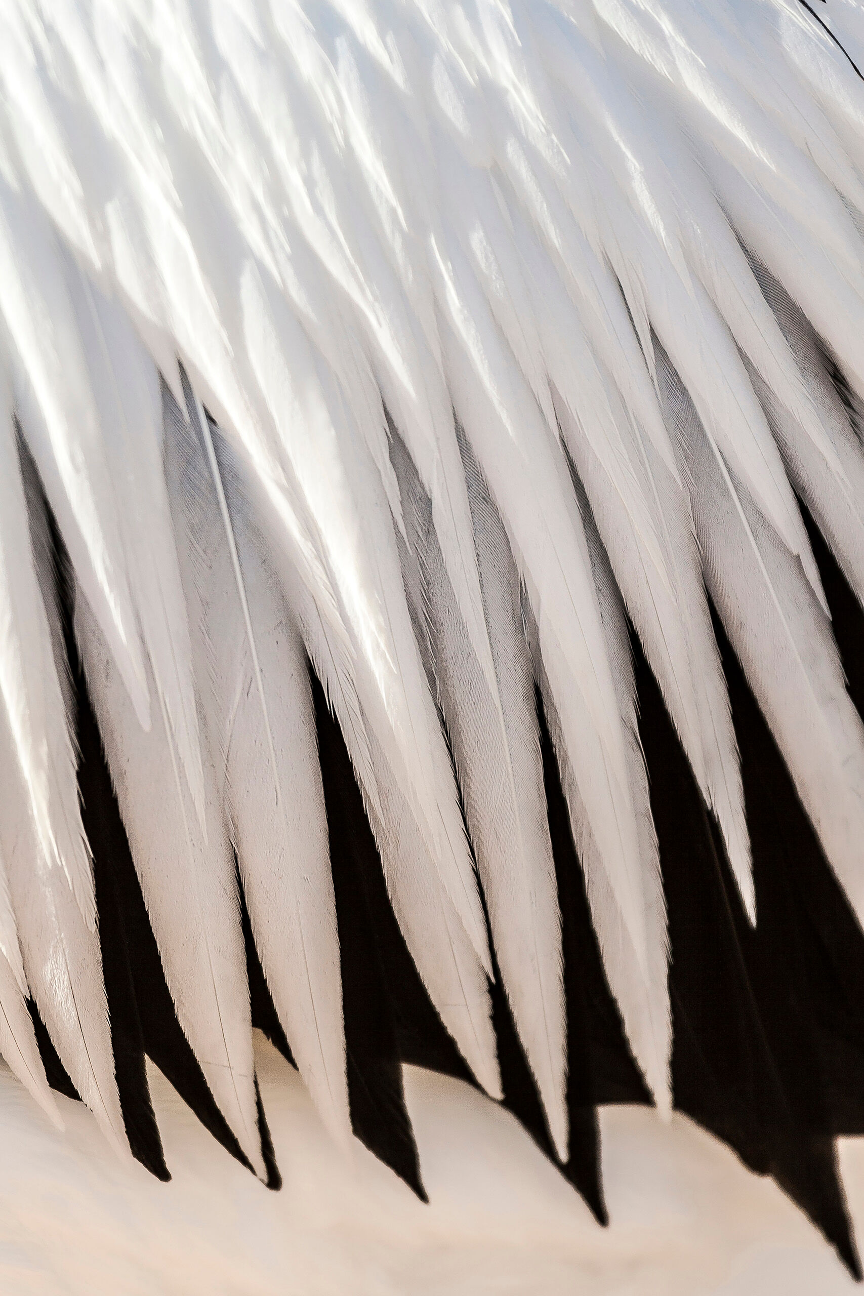 Pelican Feathers Pelicans have to be one of the most adaptable species on the planet. I live in Colorado, and sometimes see them in high mountain...