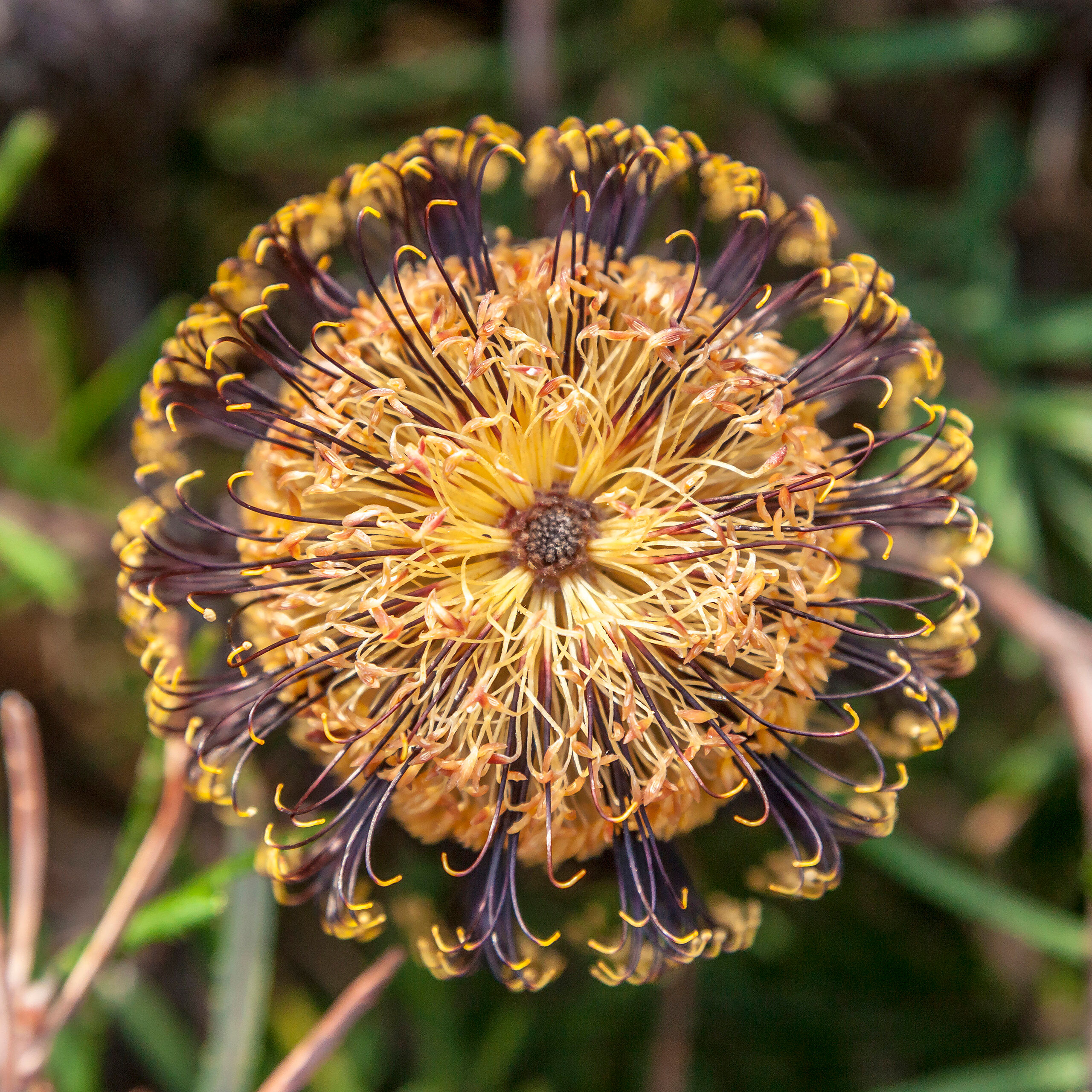 Silver Banksia This strange-looking flower is a silver banksia. It grows throughout southeastern Australia, and in some cases, the tree on...