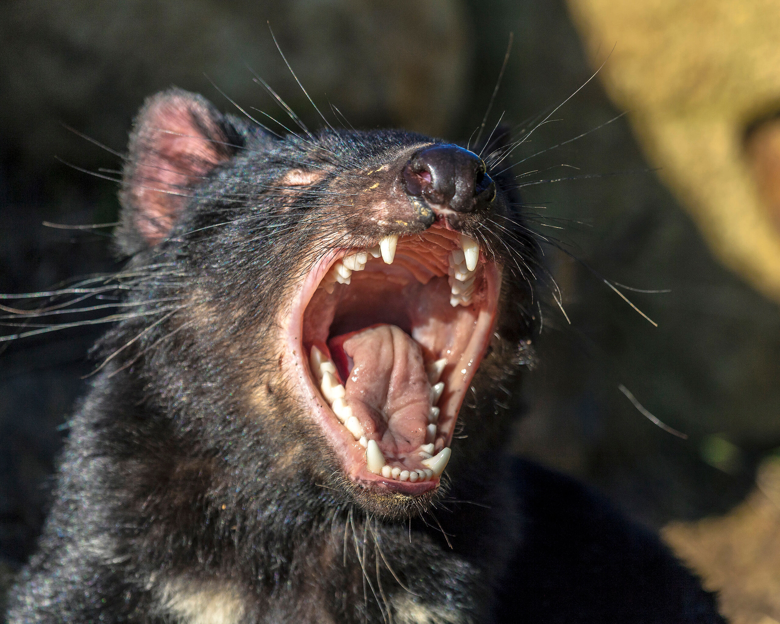 Sleepy Devil A yawning Tasmanian Devil. These guys are quite difficult to spot in the wild. Many of the Tasmanians I spoke with while on the...