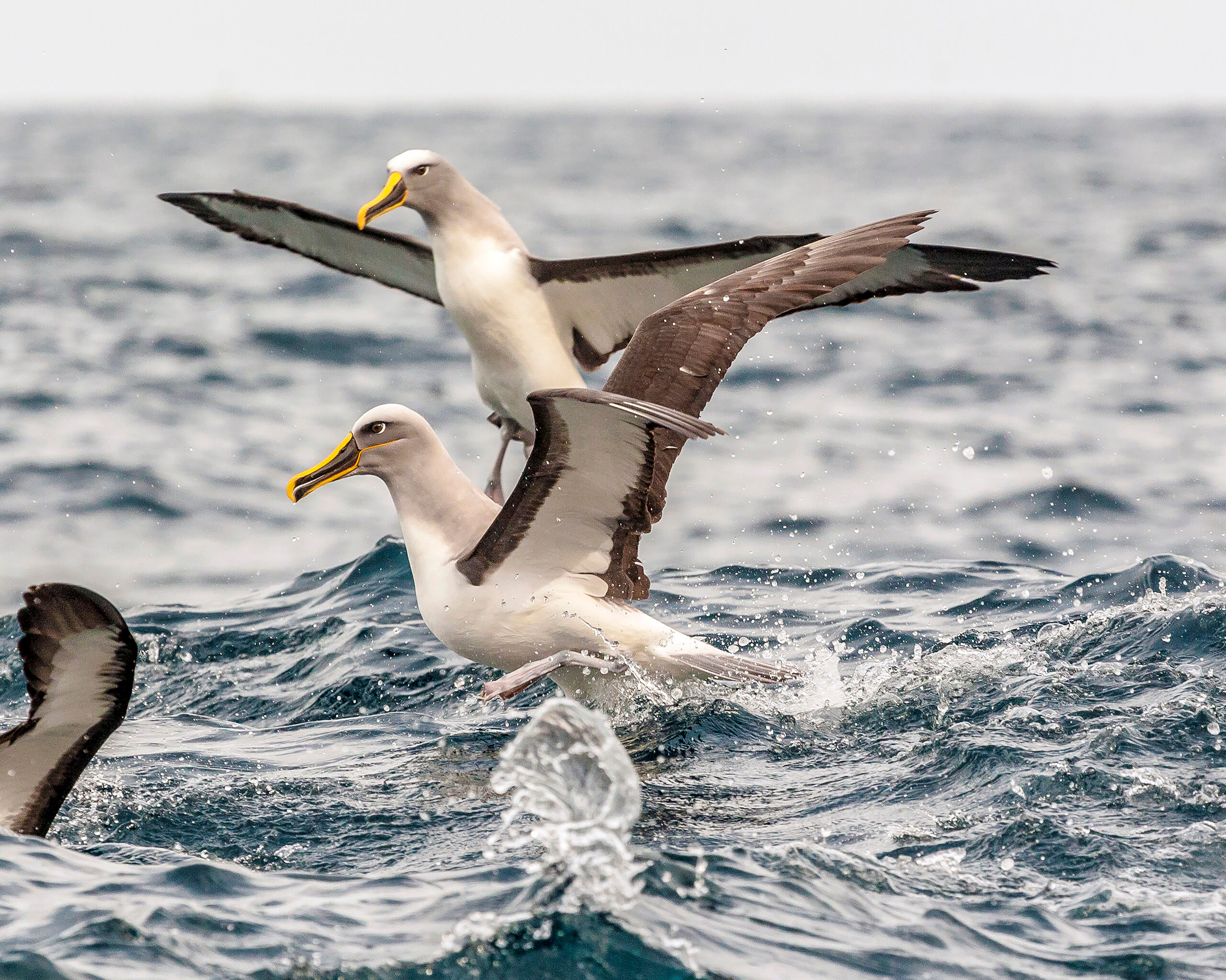Tasmanian Albatross I went on a cruise with Tasman Island Cruises near Port Arthur, in southeast Tasmania, in the fall of 2010. Although we saw...