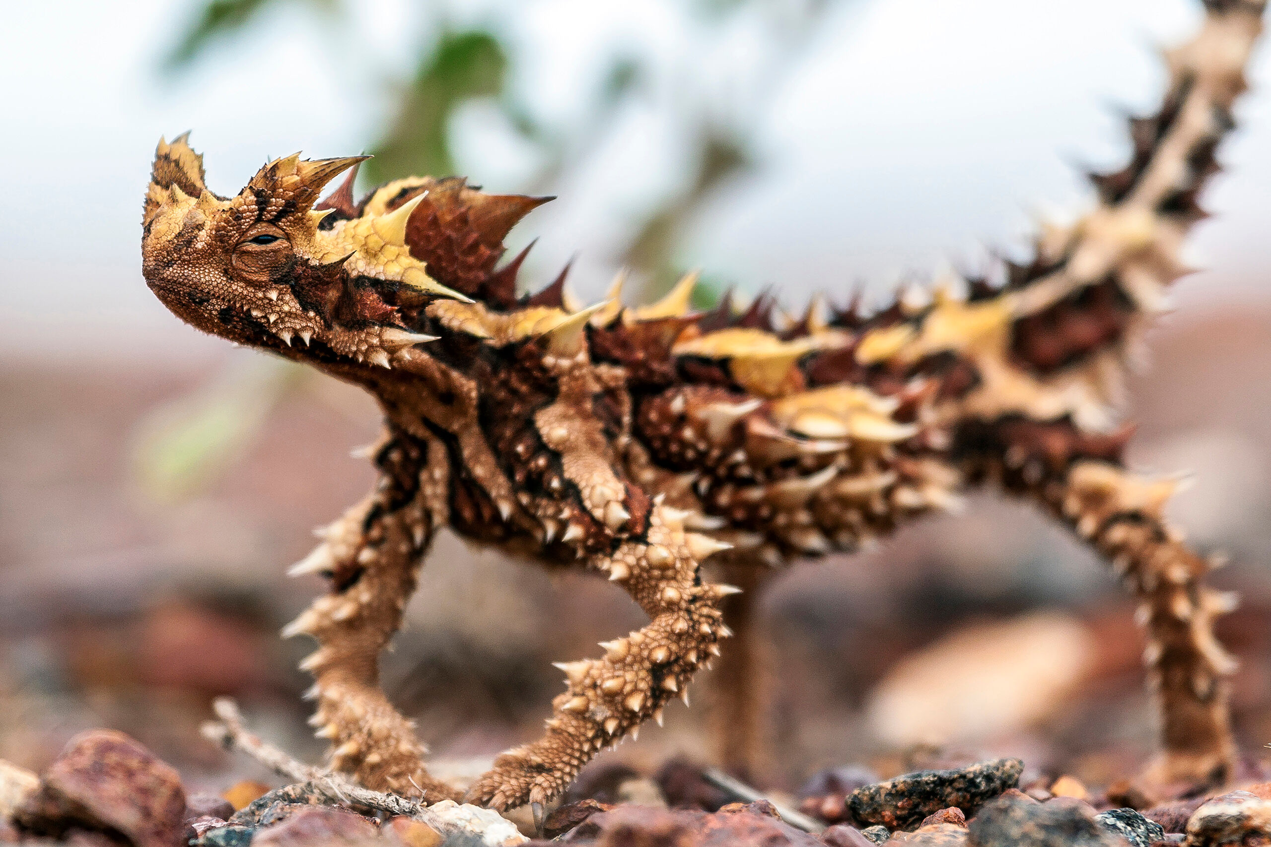 Thorny Devil When I took this photo, I didn't immediately realize how lucky I was to be doing so. All the roads through Uluru-Kata Tjuta...