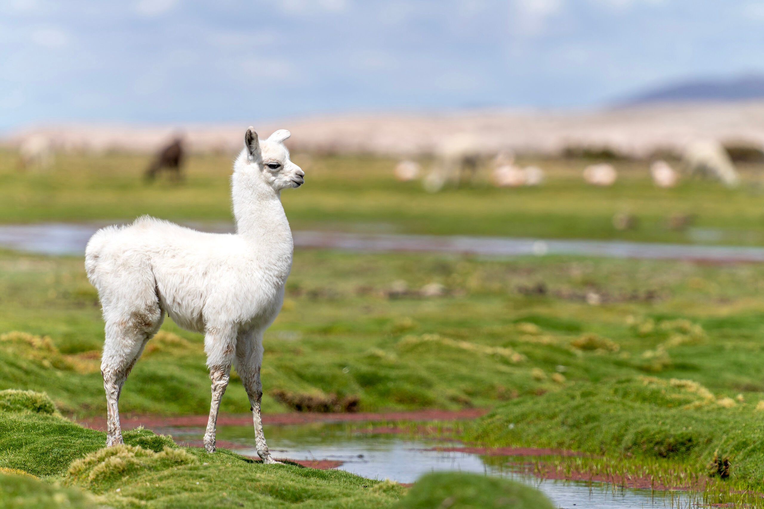 Baby Llama Not super-high on my list, but somewhere on my list of things I wanted to photograph on my February, 2024 trip to Bolivia, was...