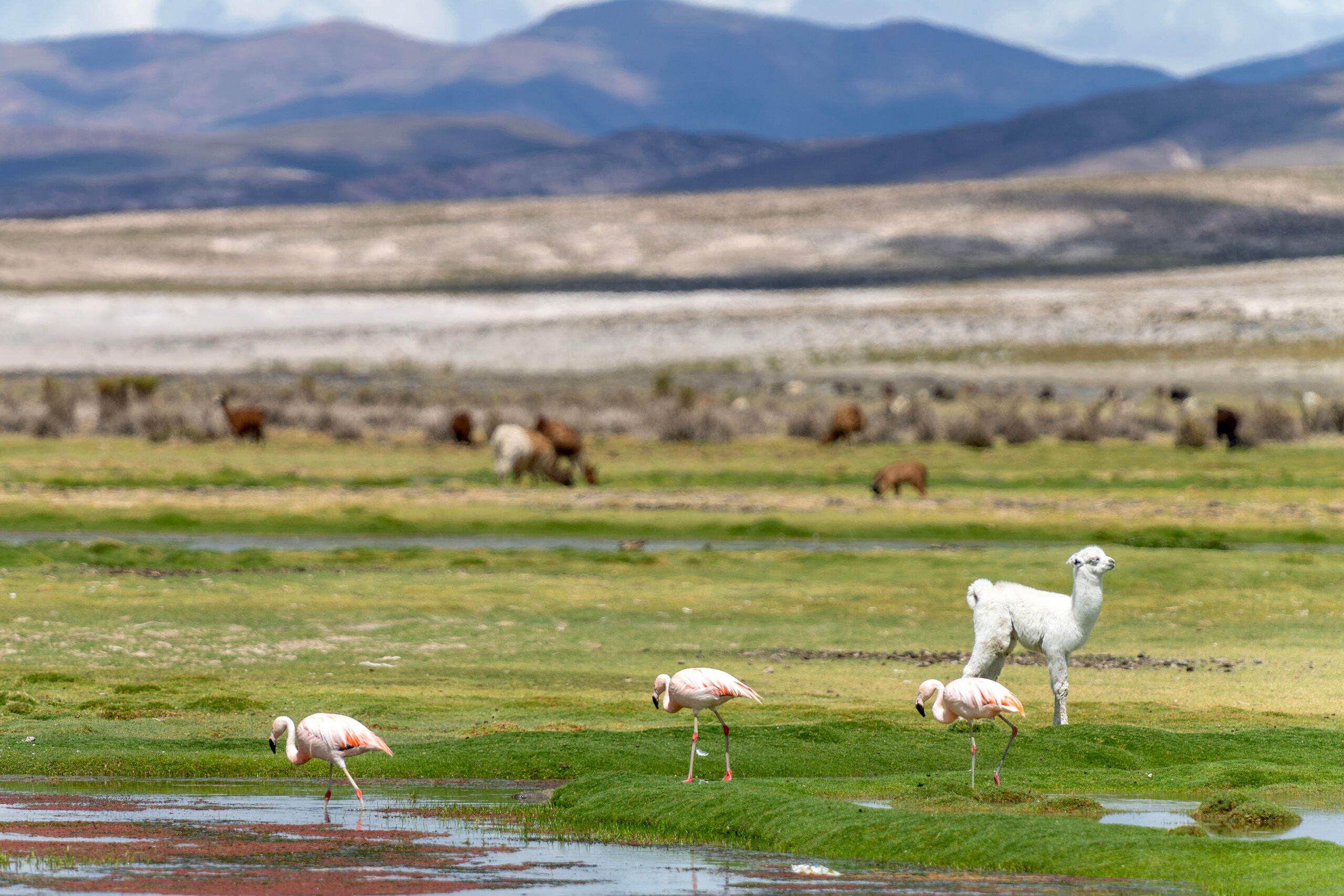 Bolivian Wildlife travel, South America, Bolivia, animal, animals, wildlife, nature, llama, llamas, flamingo, flamingos, cute, baby, baby animal