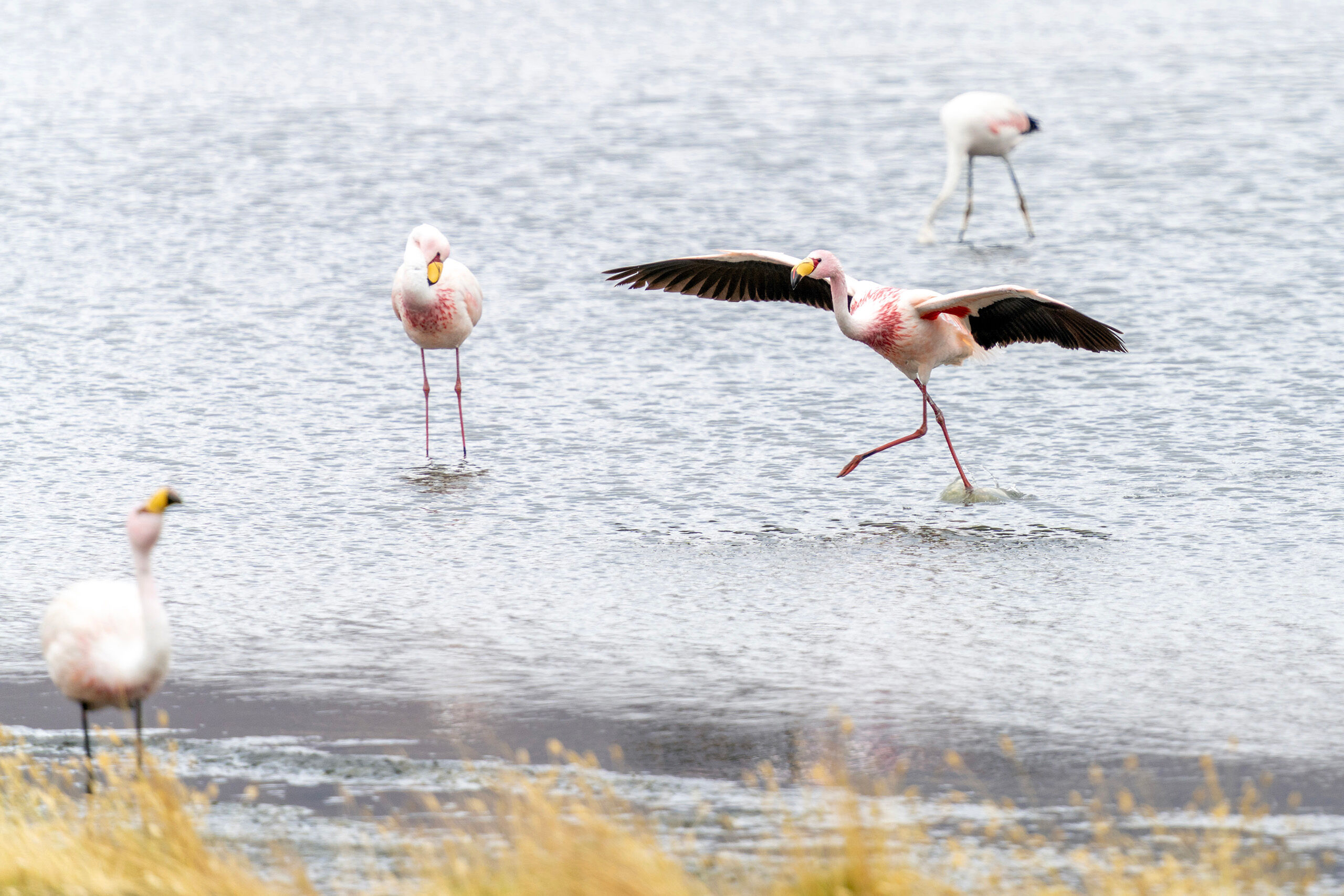 Touchdown! Flamingos are weird. I've run into them in the African savanna, southern Florida, and Aruba. These types of low-elevation locations...