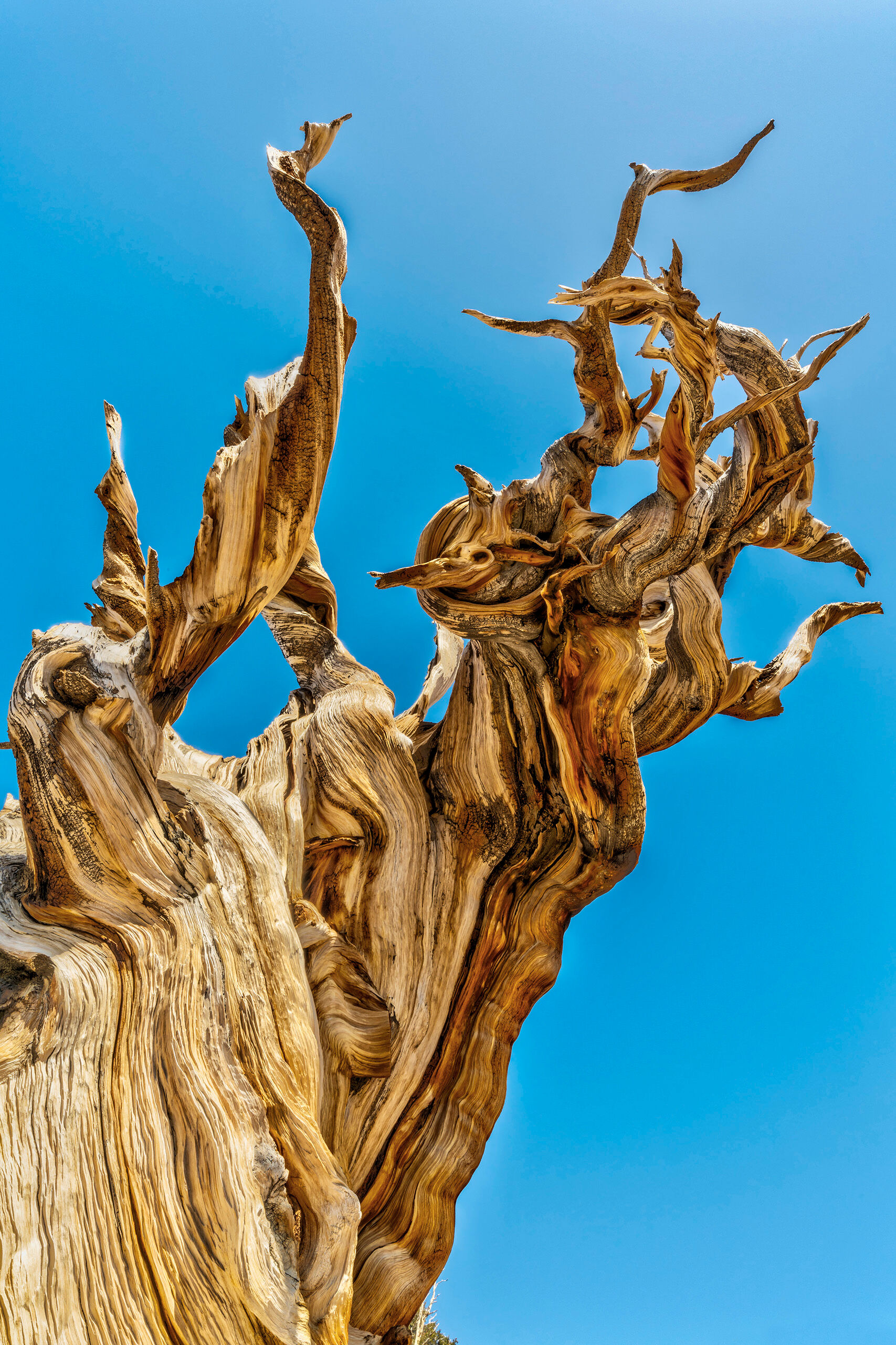 Ancient Bristlecone Pine Ancient Bristlecone Pine trees, such as the one shown in this photo, are the longest-living (non-clonal) organisms on the planet...