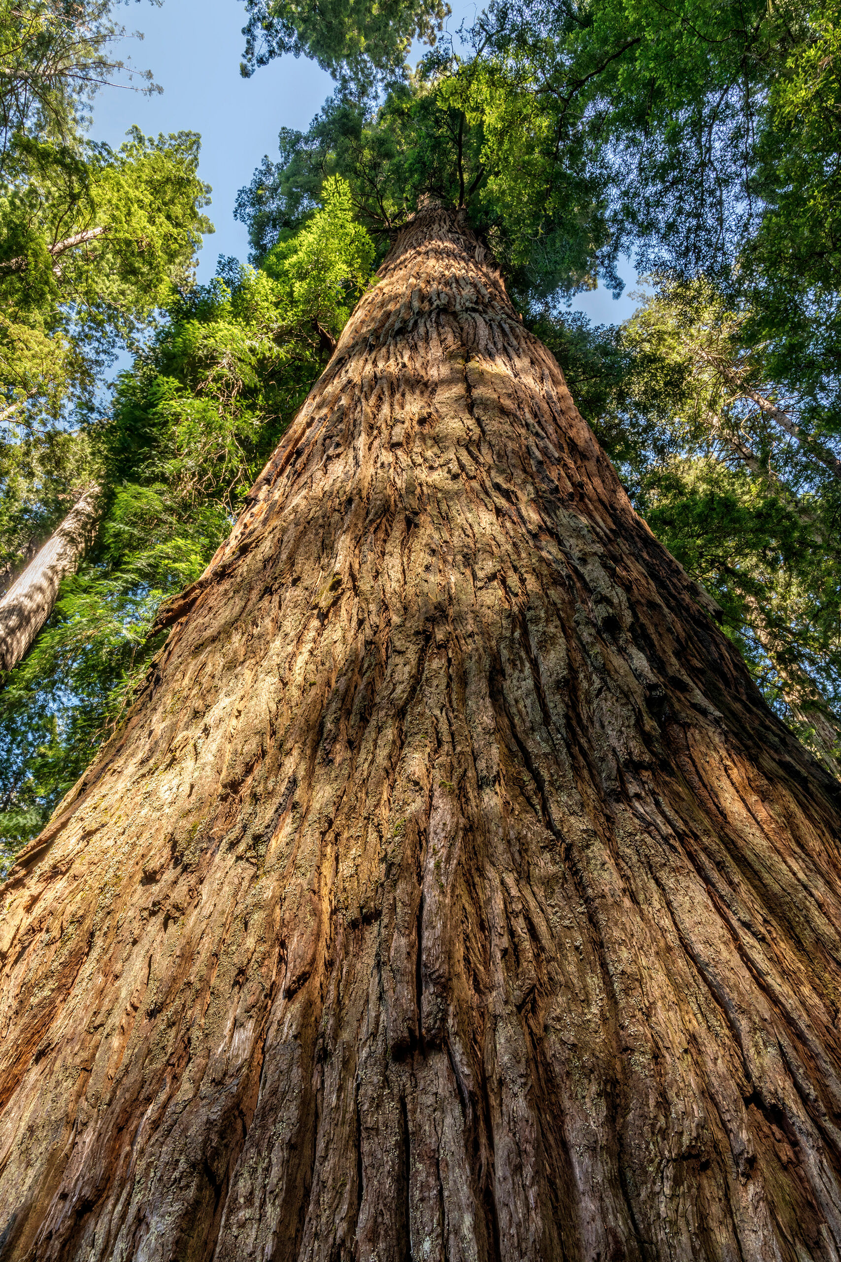 Big Guy During the summer of 2018, I went on a long-overdue tour of the Pacific Northwest. My original intention was to shoot Oregon...