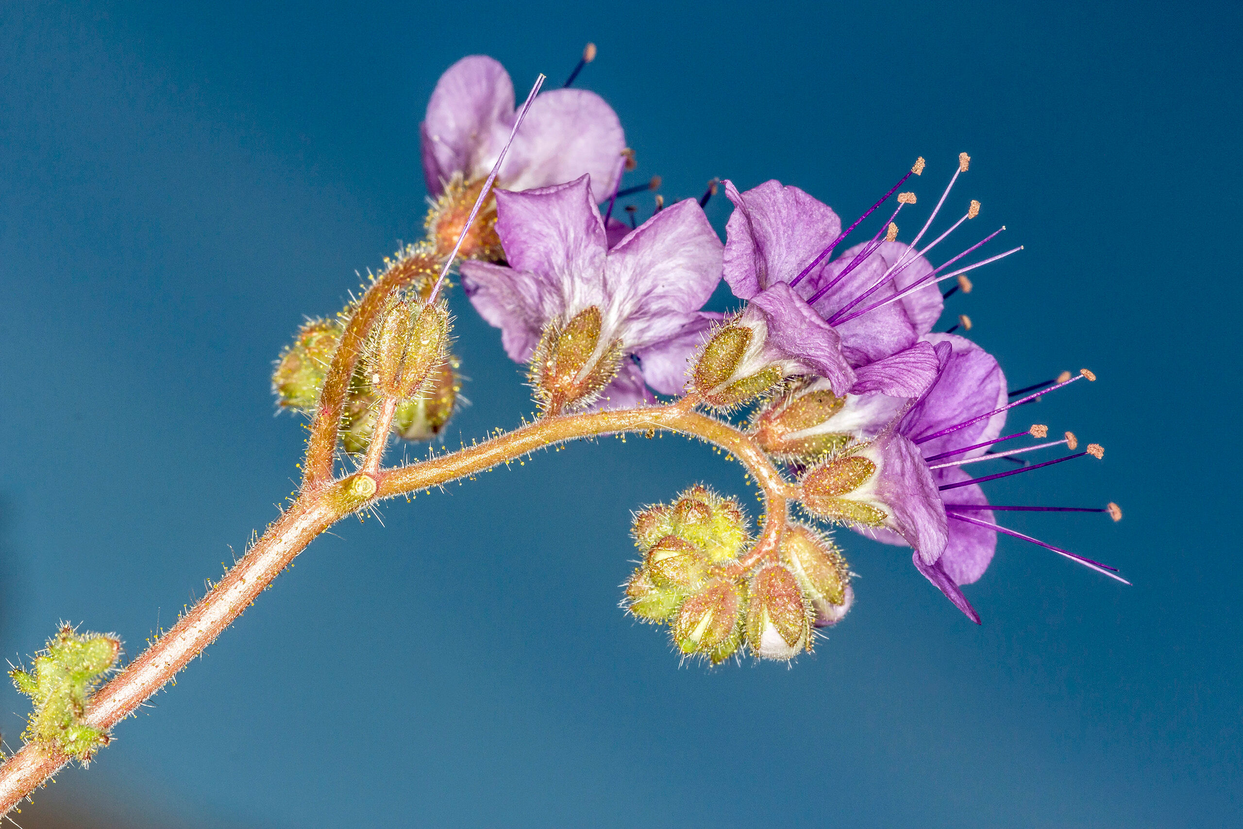 Blue Phacelia The fantastic bloom I experienced in Death Valley National Park in February, 2016, allowed for many species of wildflowers to...