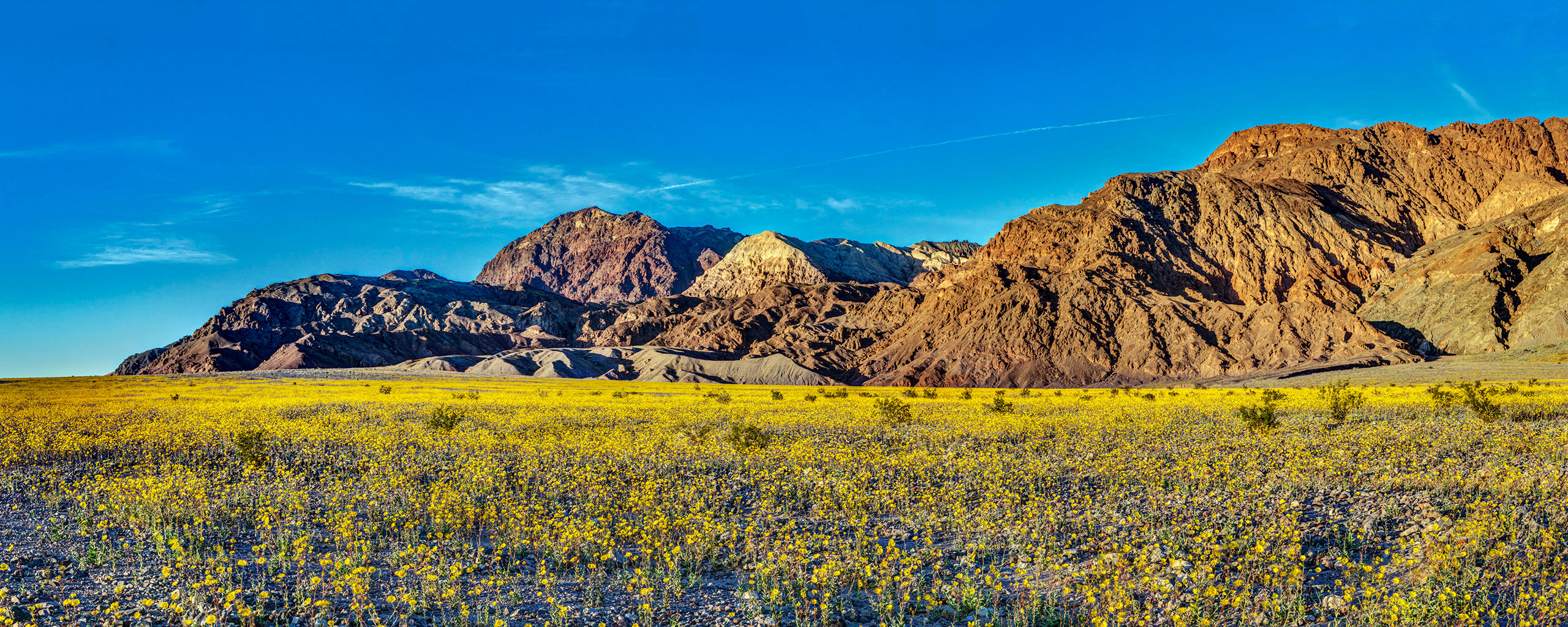 Death Valley Superbloom 2016 My being in Death Valley National Park, in Eastern California, at the exact time that one of the best wildflower blooms in many...