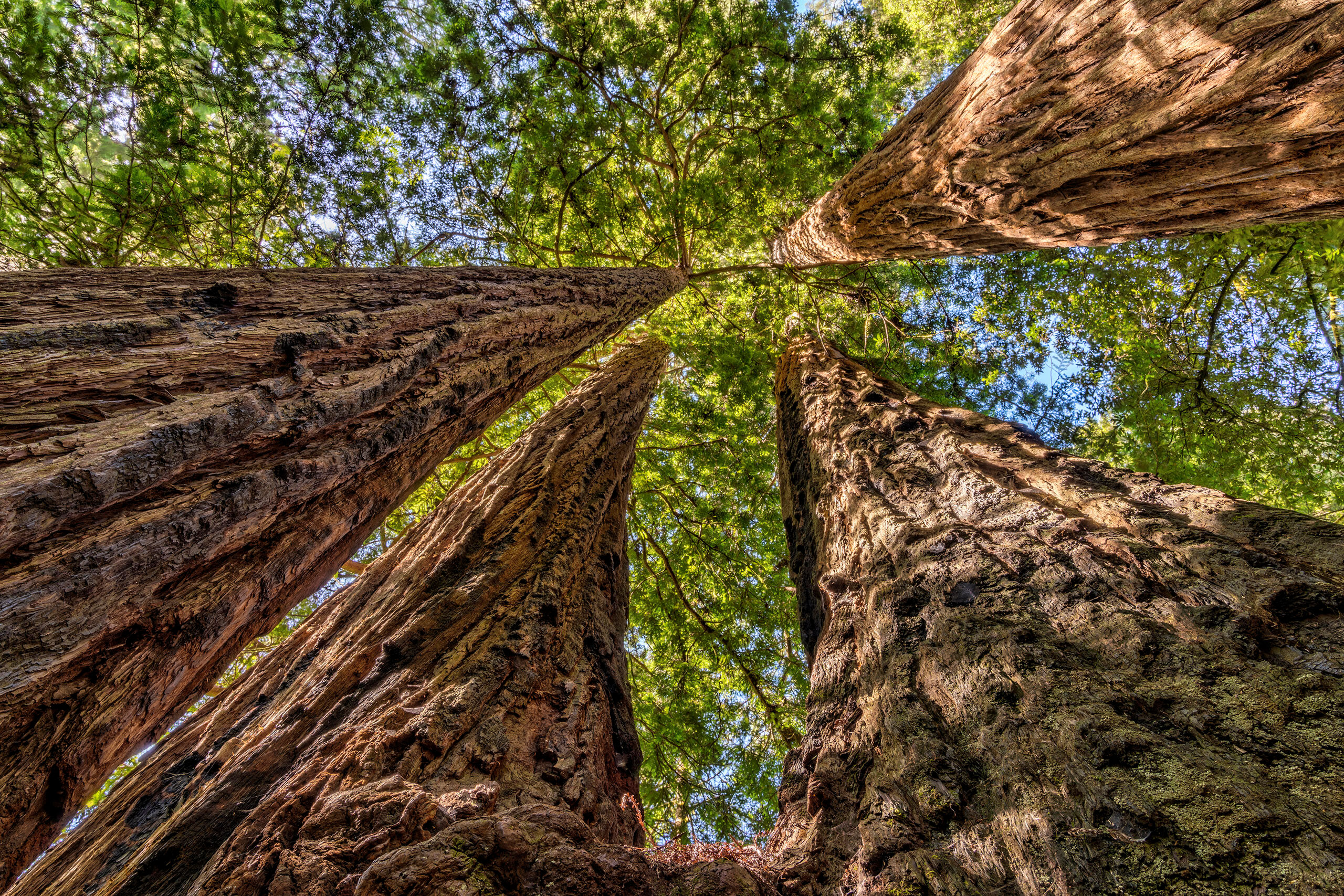Ever Upward During the summer of 2018, I went on a long-overdue tour of the Pacific Northwest. My original intention was to shoot Oregon...