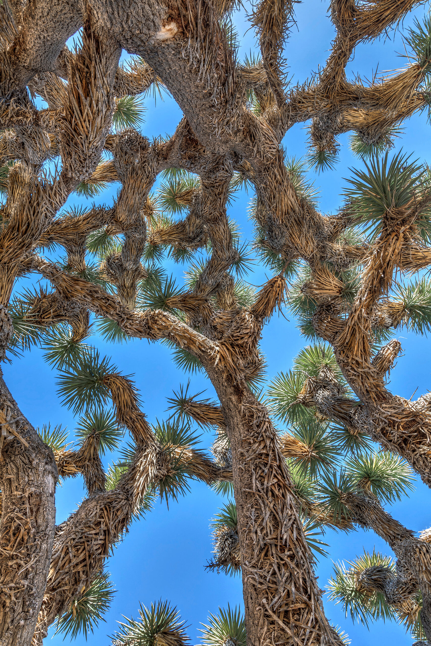 Joshua Tree Canopy Although most joshua trees are small and frequently lonely-looking, occasionally groups of them will grow together. That was...