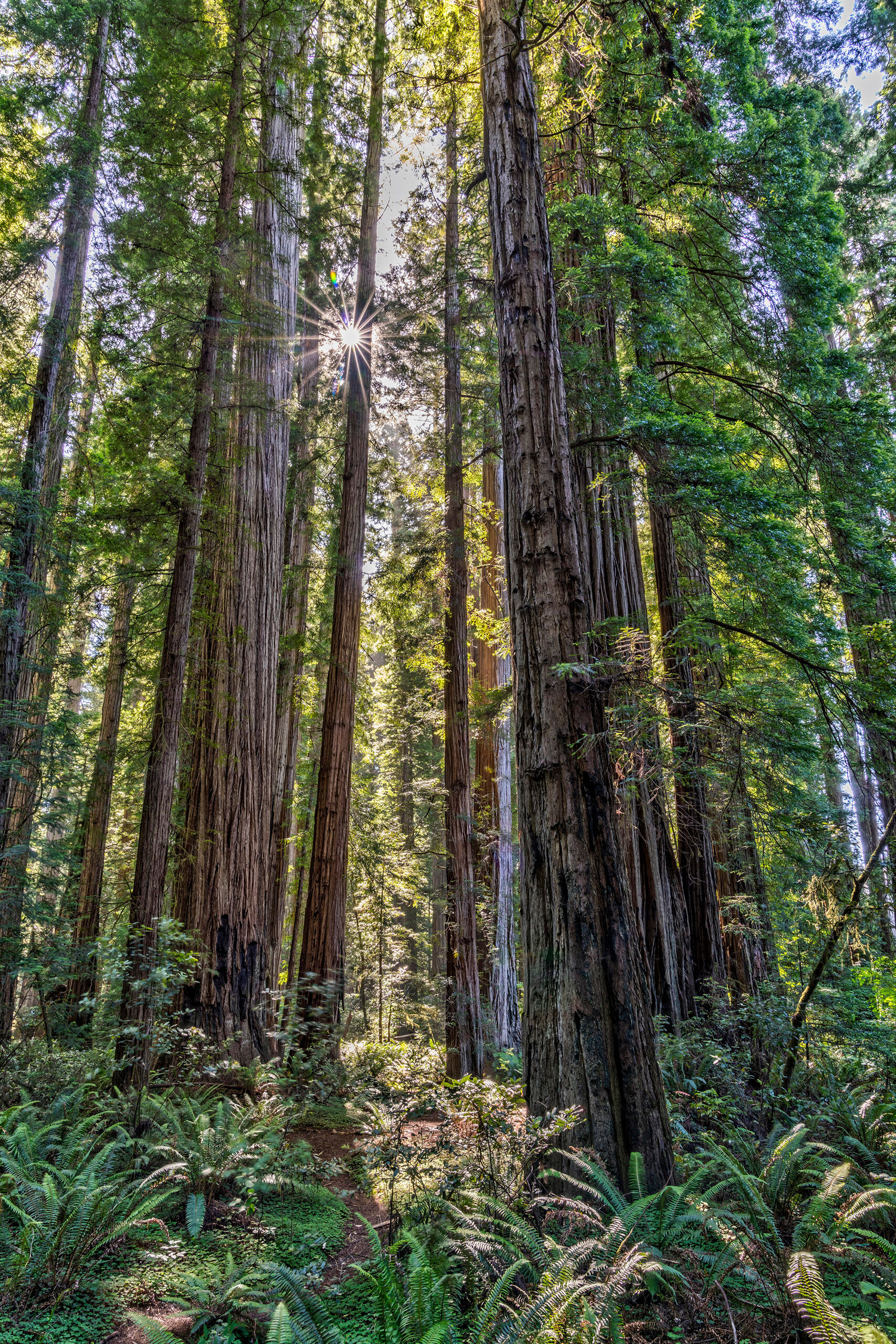Redwoods Sunstar During the summer of 2018, I went on a long-overdue tour of the Pacific Northwest. My original intention was to shoot Oregon...