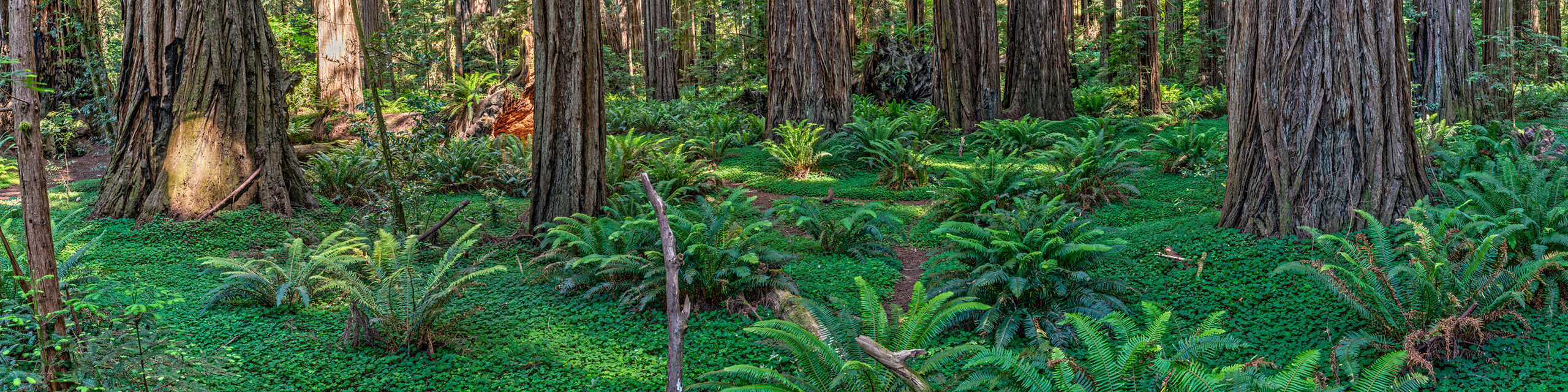 Redwoods Ultrawide