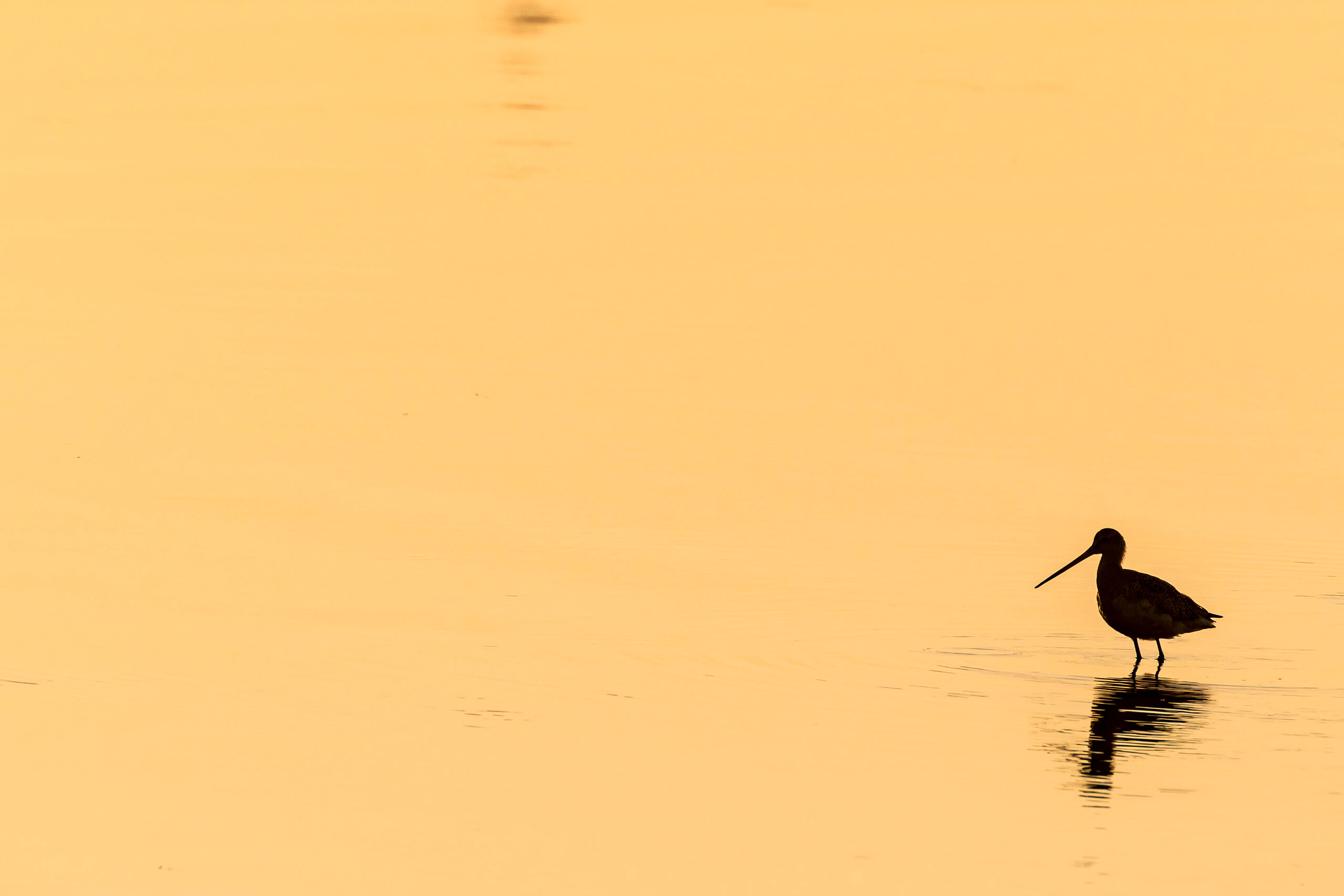 Short-Billed Dowitcher Silhouette I sat and watched the sun set at Bolsa Chica Basin State Marine Conservation Area outside of Huntington Beach, California, in...