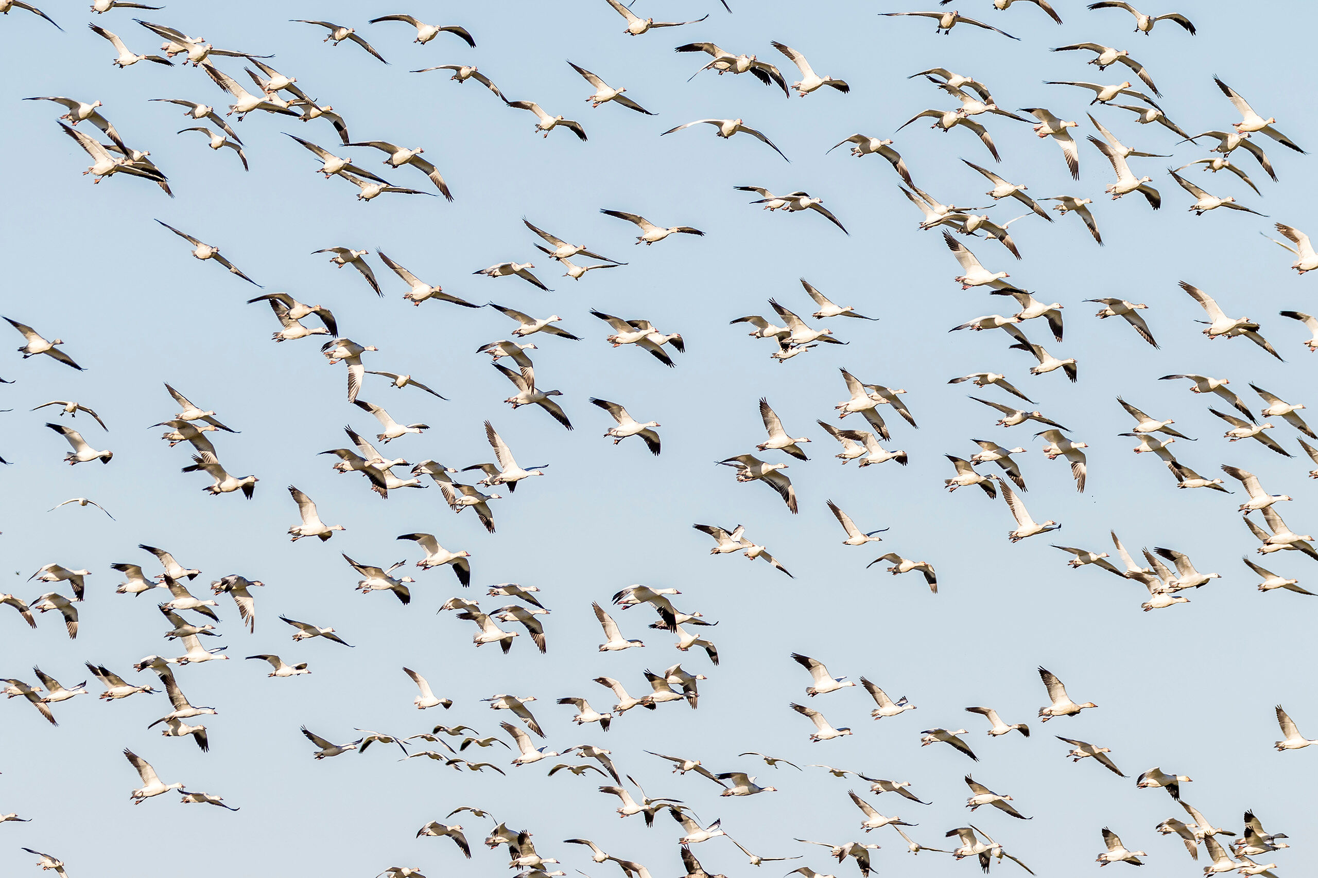 Snow Geese in Flight Southern California's Salton Sea (which is actually a saltwater lake) is a birder's paradise. When I stopped here at the end...