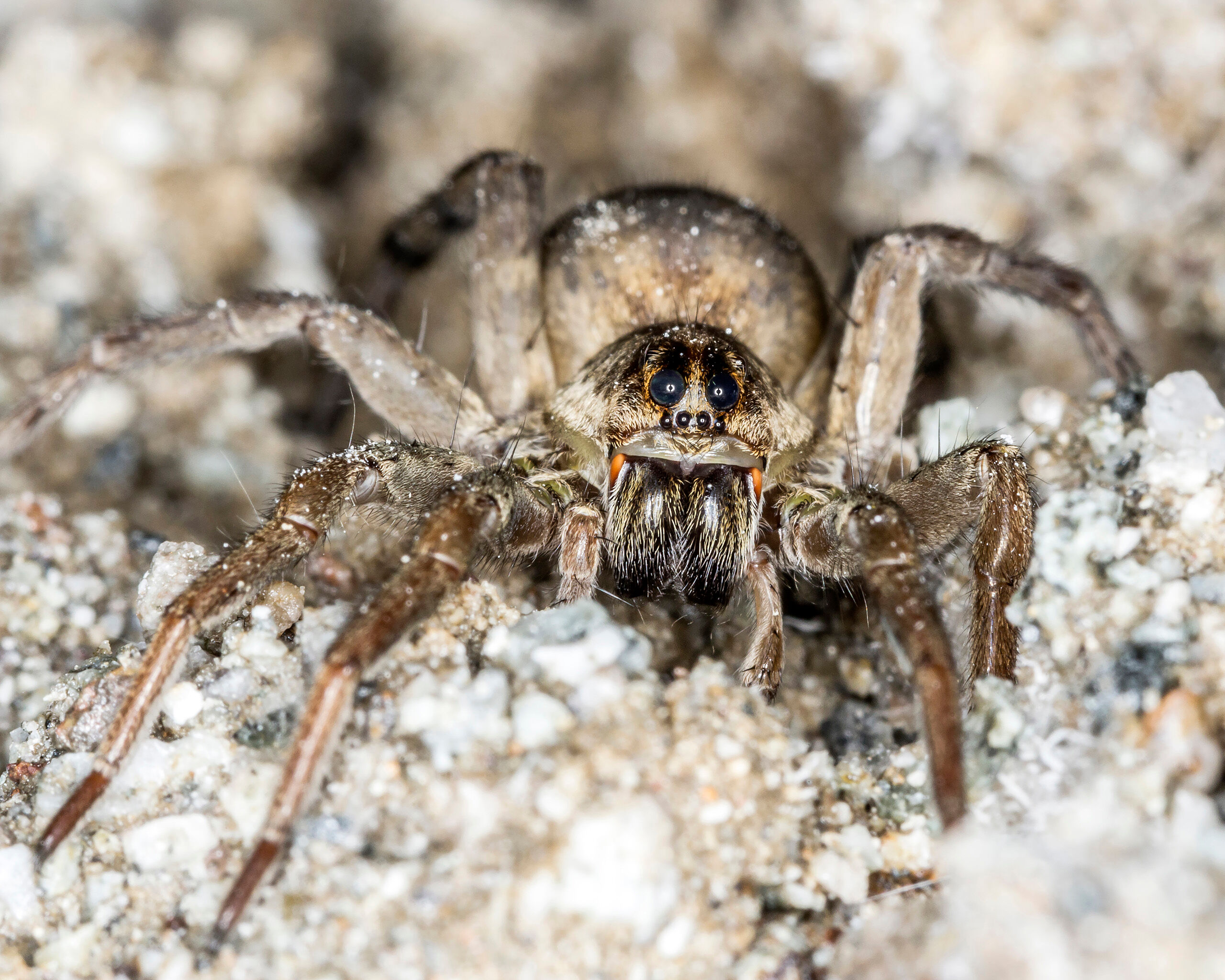 Wolf Spider on Salt Perhaps the most distinguishing feature of the wolf spider is the large eyes. I took this photo after finding him out hunting...