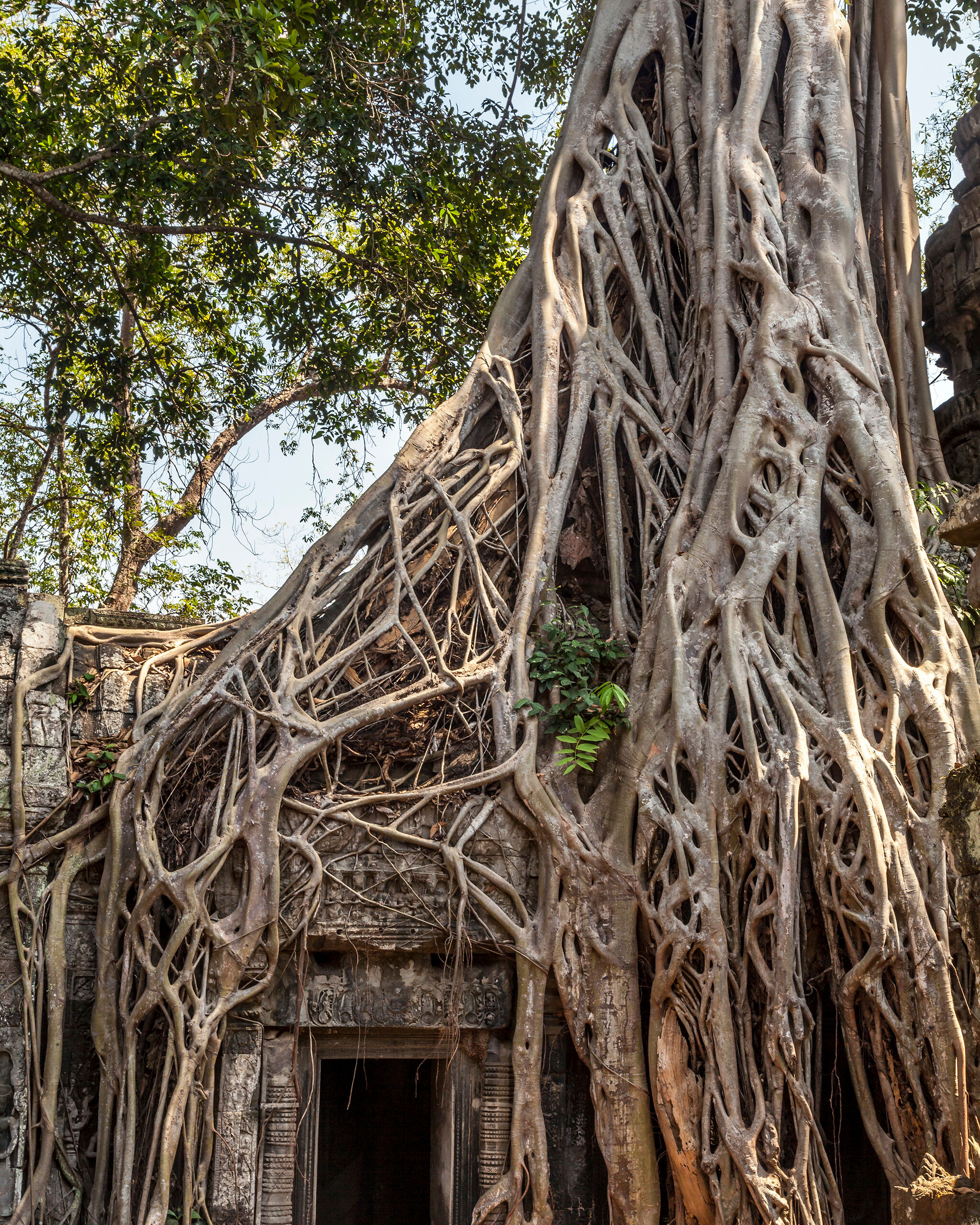 Ta Prohm Doorway Ta Prohm is one of the few temples in the Angkor Wat region that has intentionally been left in the condition in which it was...