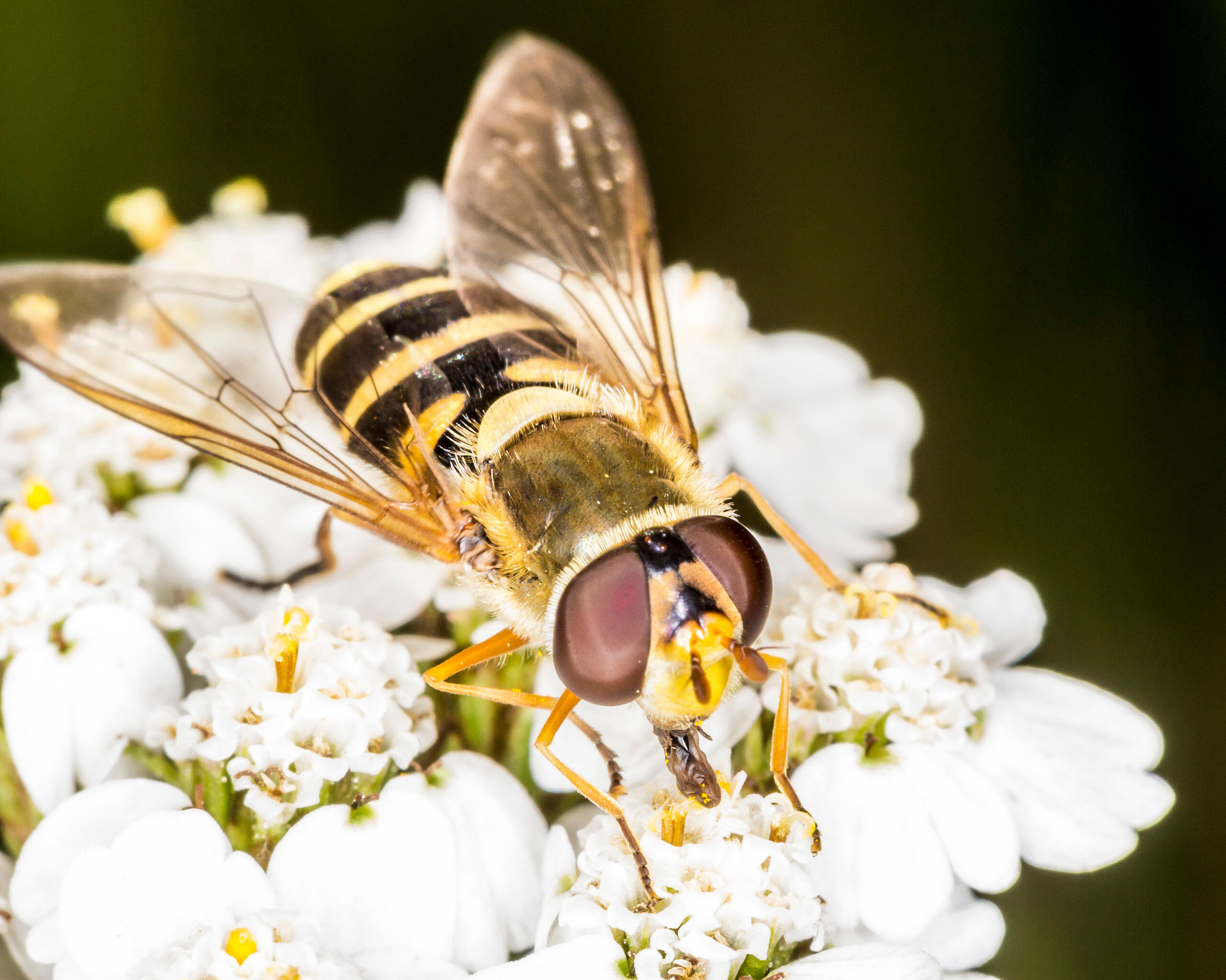 A Fly in Disguise A cleverly-disguised fly.